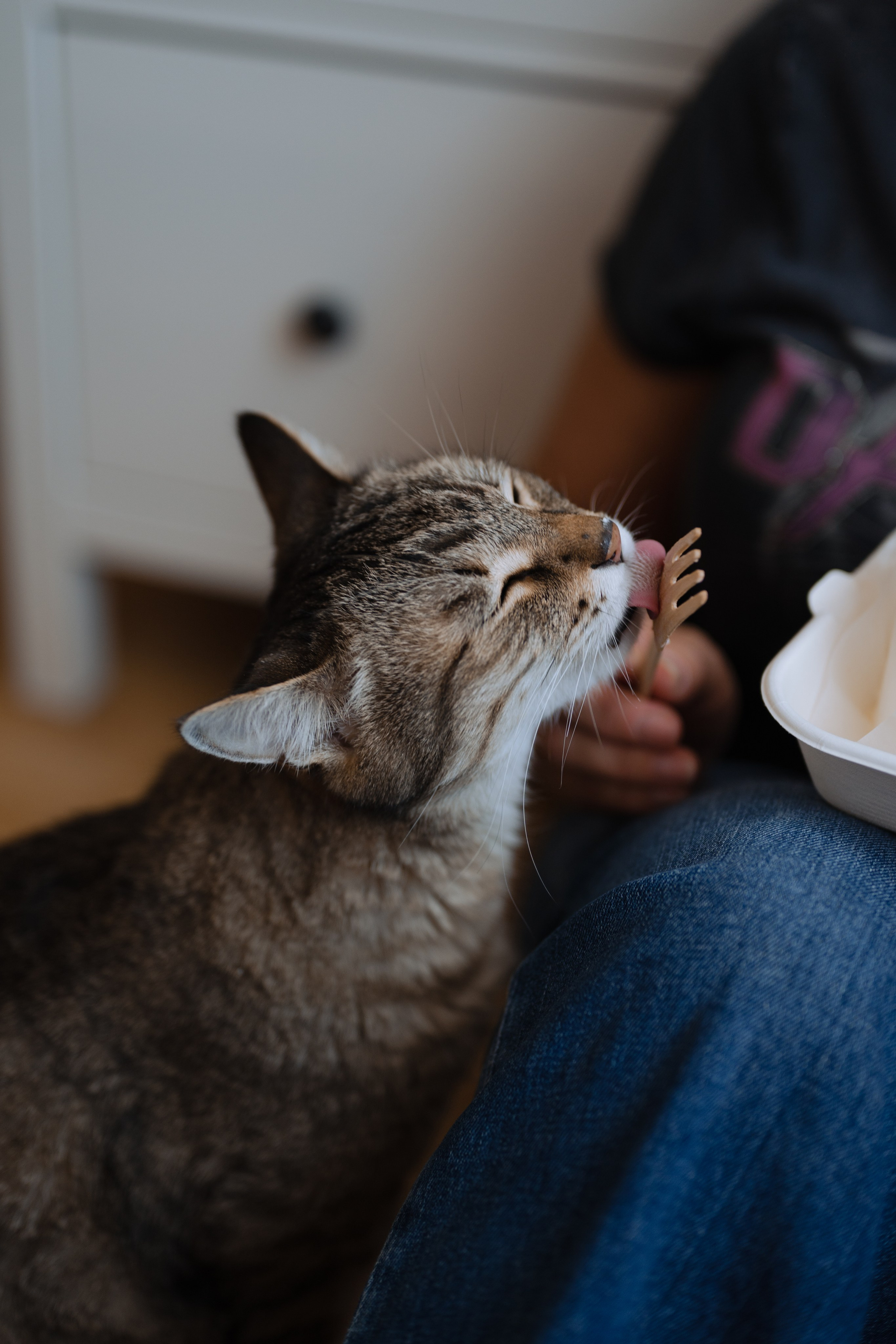 Тамара и кот Тиша. Фотограф Красноярск Екатерина Карпеза