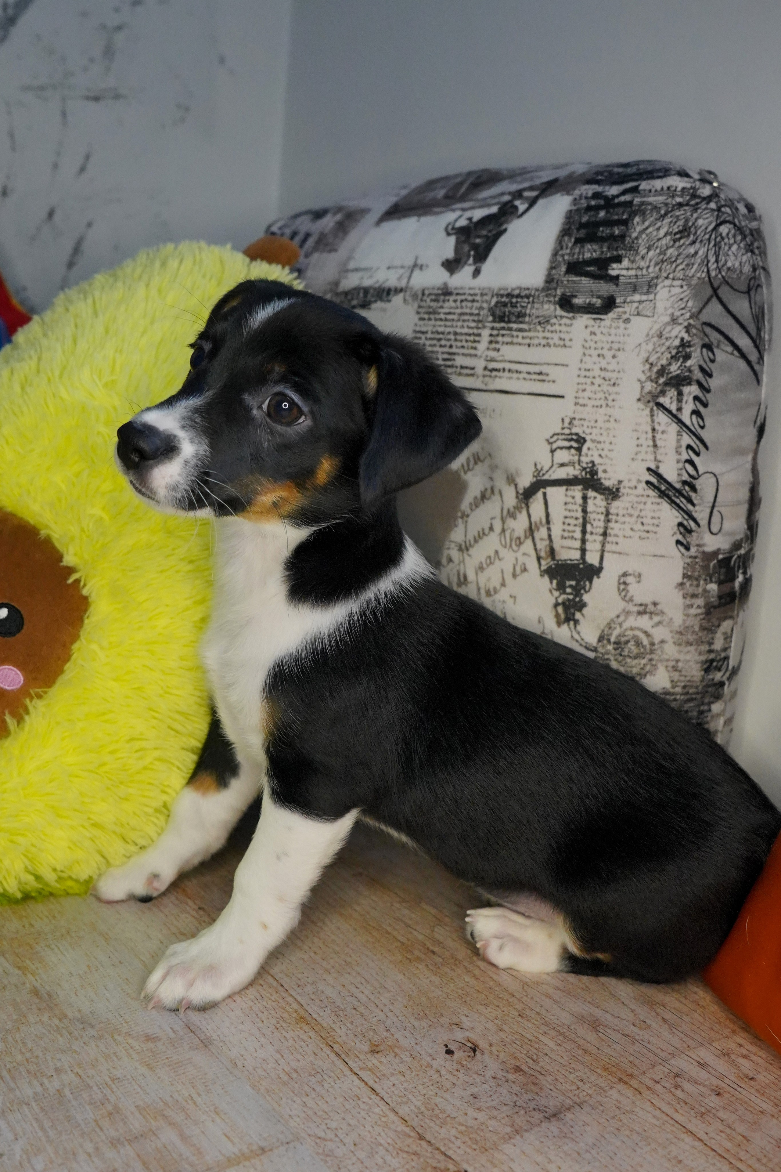 Фотосессии Пушистиков. Фотограф в Санкт-Петербурге Виктория Барышникова