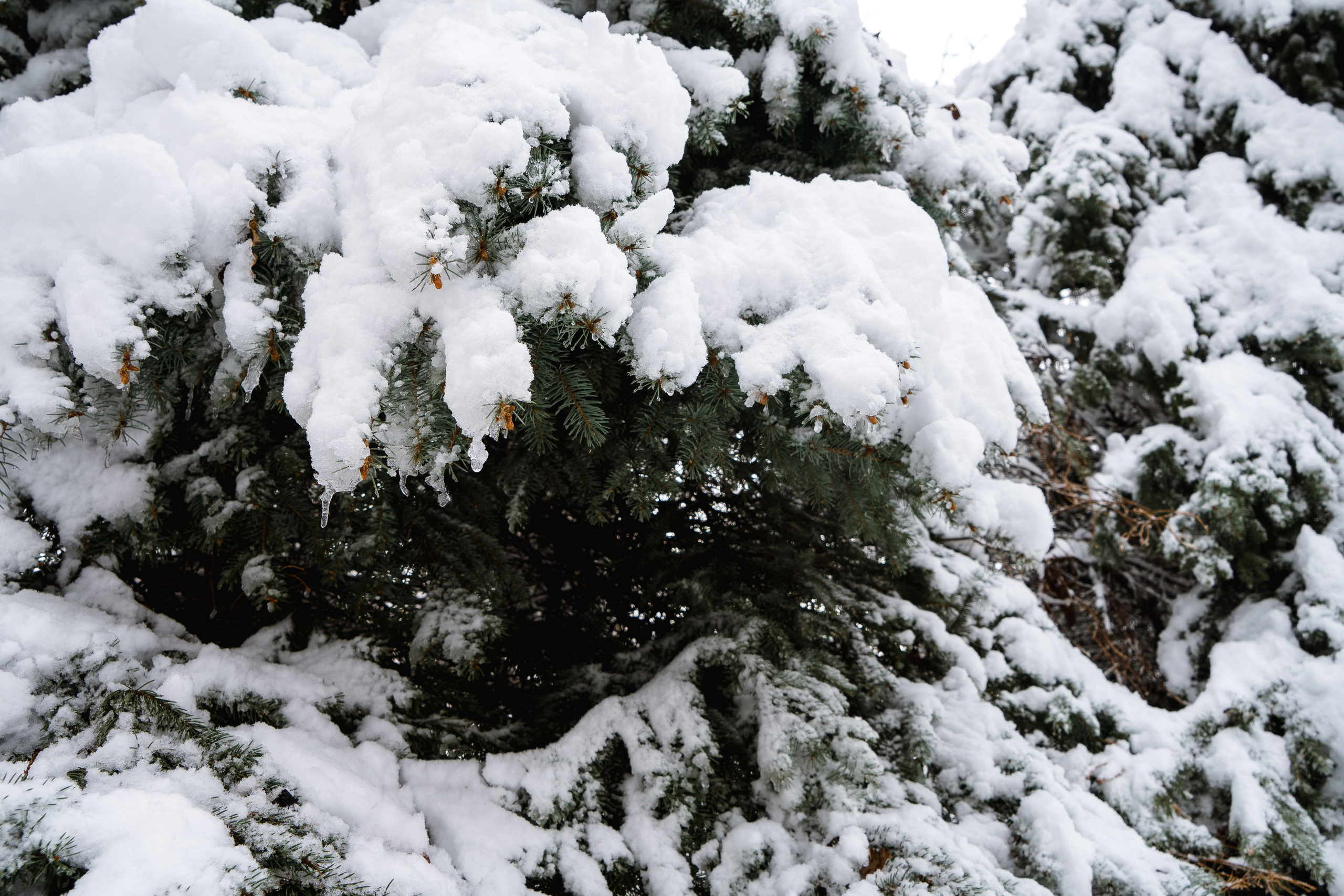 Зима 2024. Свадебный и семейный фотограф/видеограф в Краснодаре Наталья Осинская