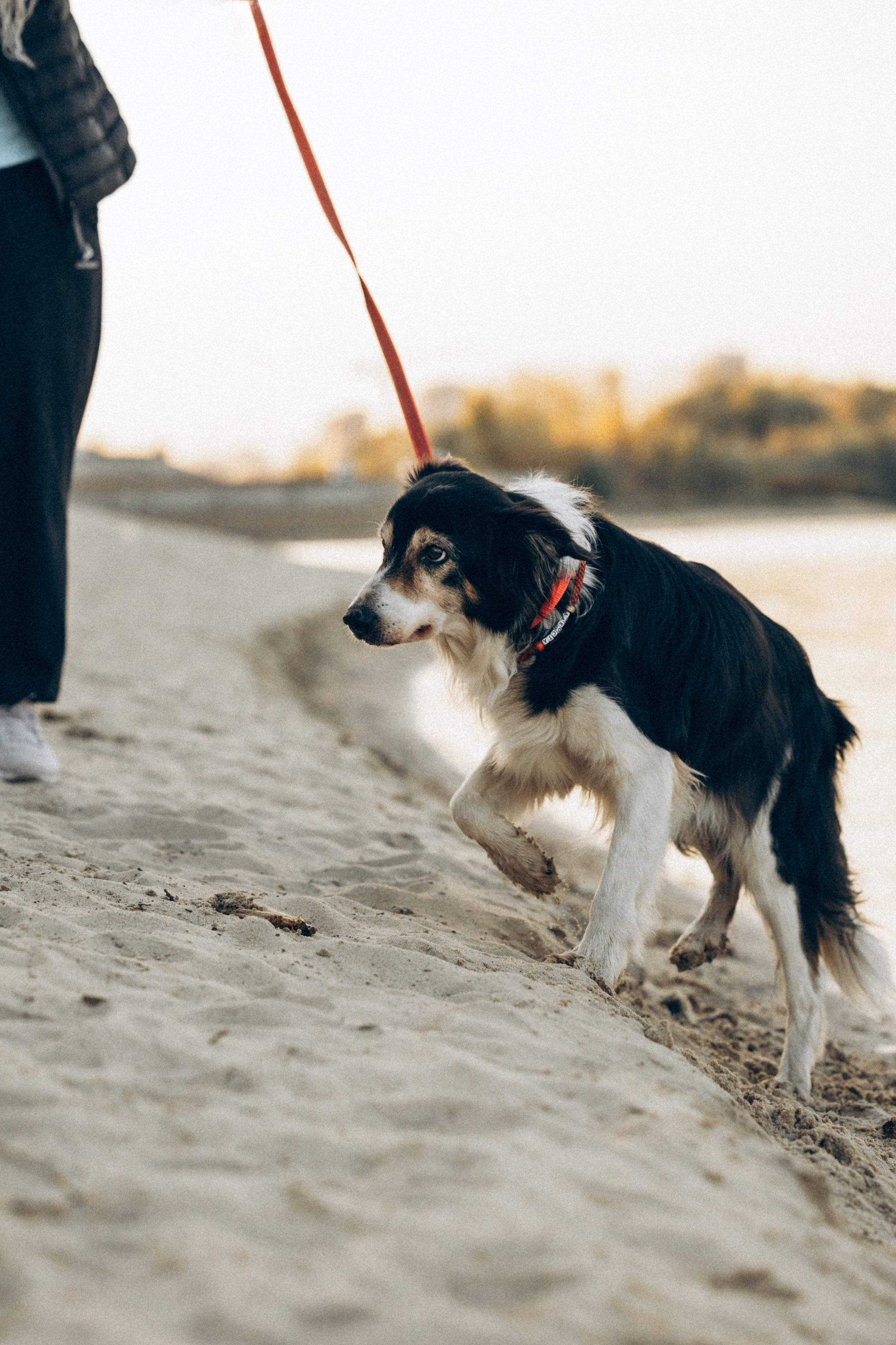 Алла и ее компания. Фотограф анималист в Казани Алина Сулейманова. Фотограф животных