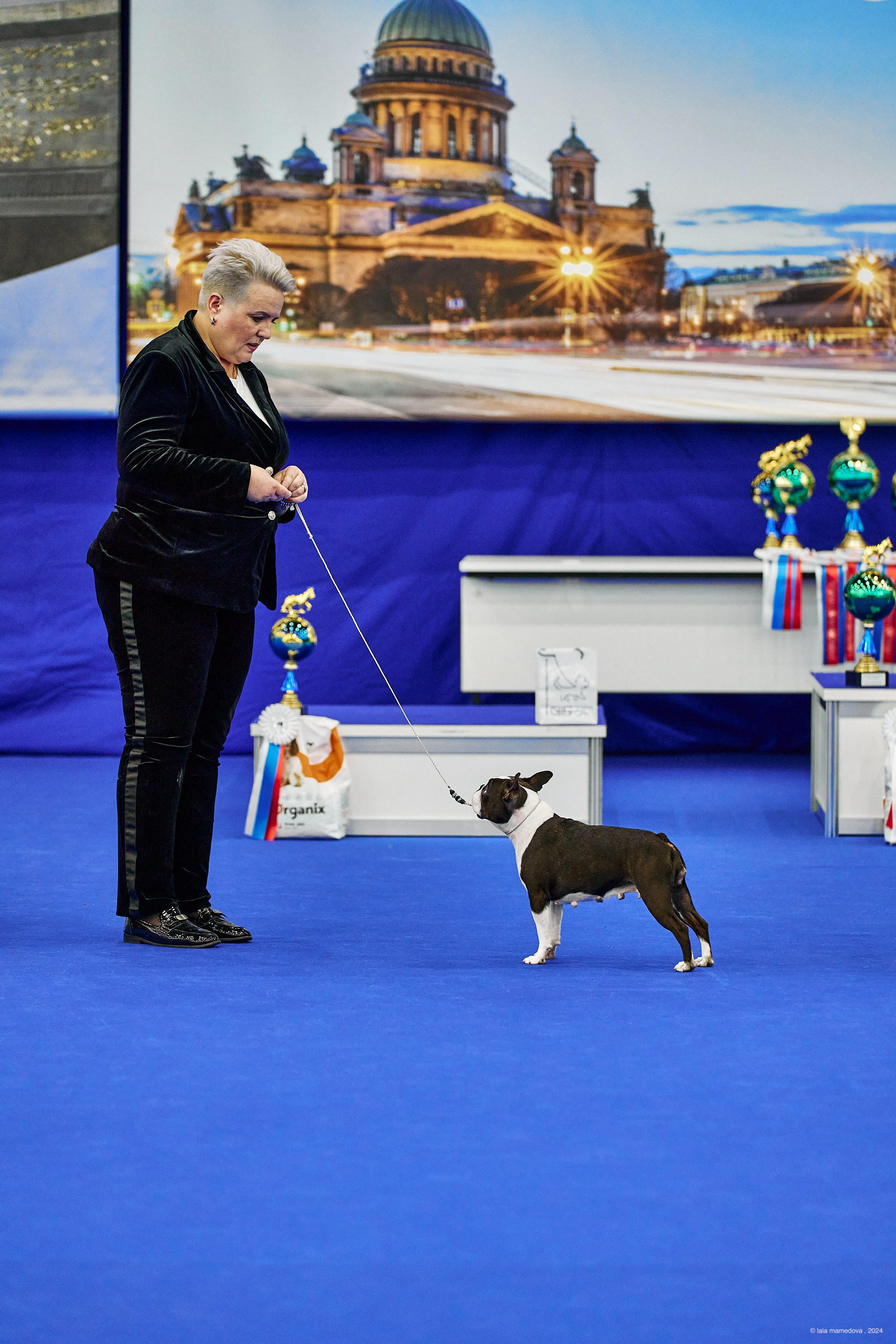 РЕЙТИНГОВАЯ ВЫСТАВКА СОБАК ВСЕХ ПОРОД С ОСОБЫМ СТАТУСОМ"НЕВСКИЙ ПОБЕДИТЕЛЬ-2024-2"