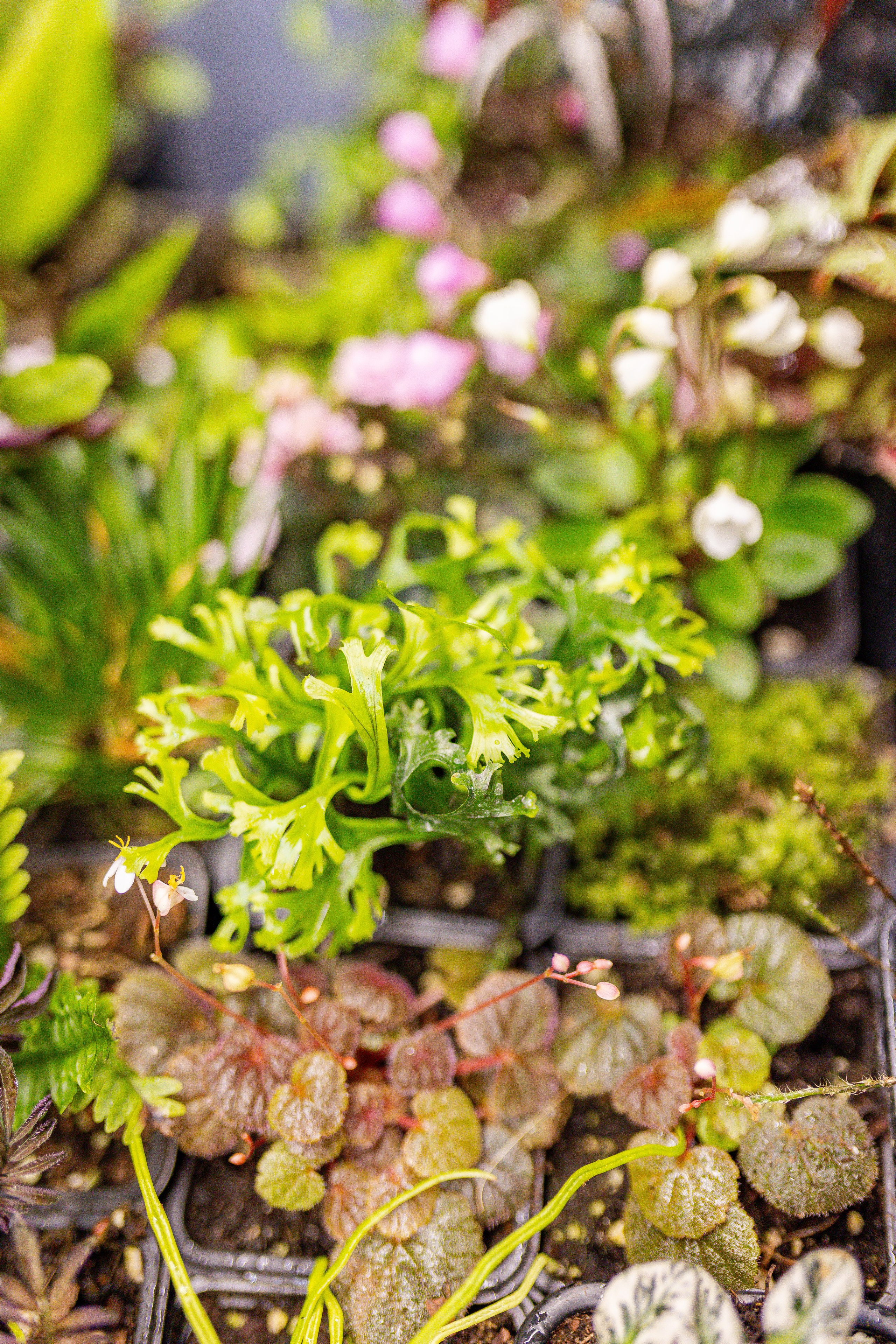 Монстериум апрель 2026. Александра Куликова фотограф, Москва