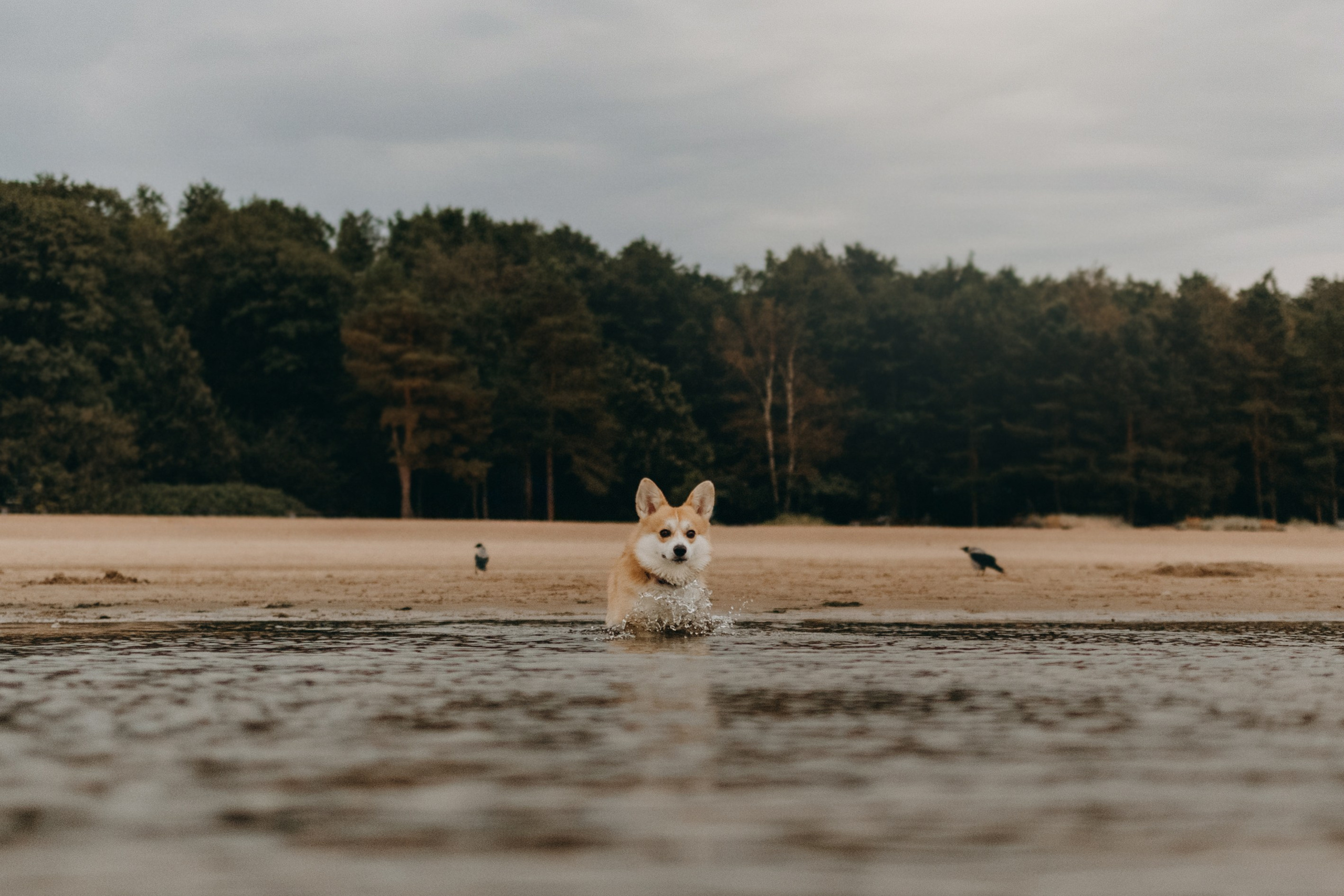 Лиза и Бакс. Фотограф — Анималист | Санкт-Петербург