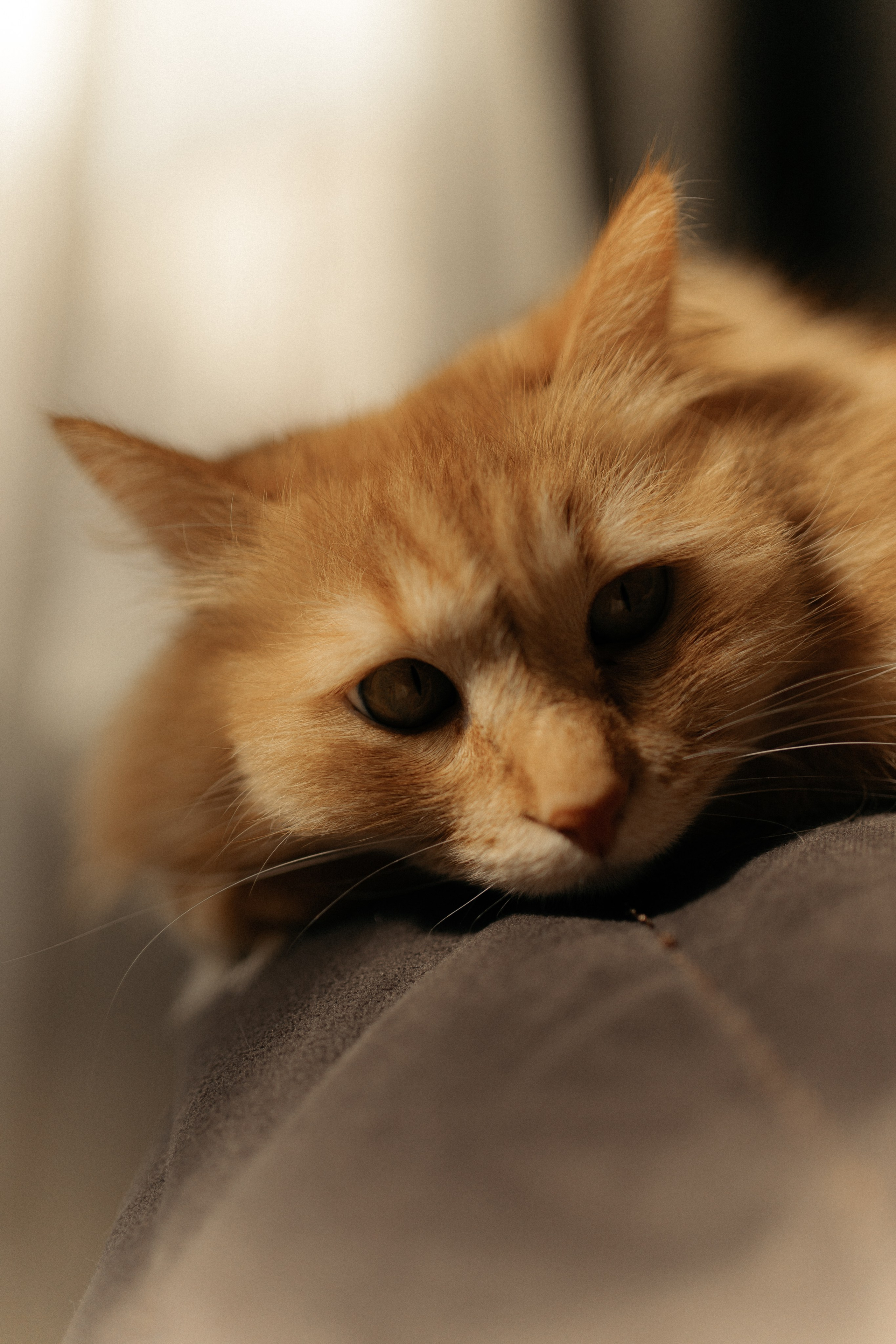 Алиса. DARYA.BELKINA