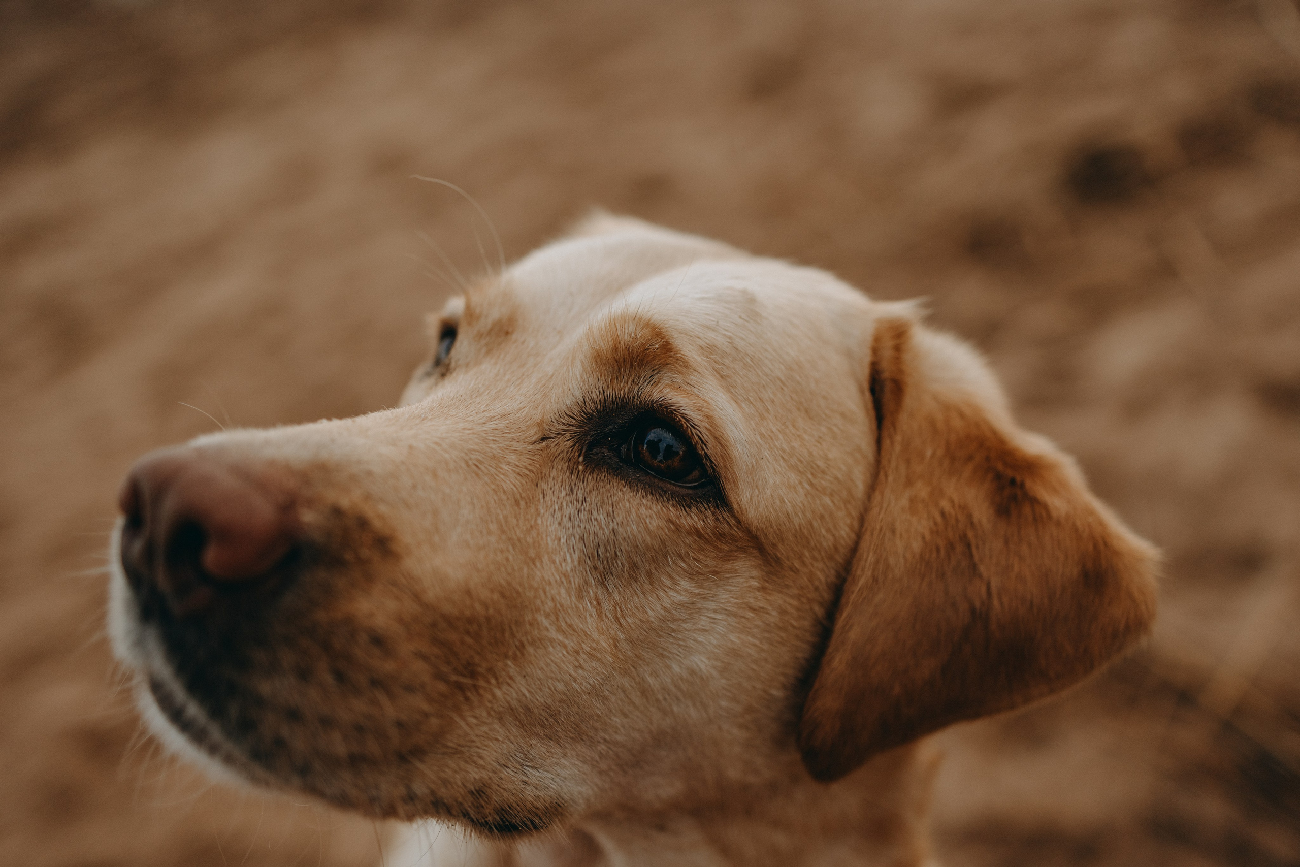 Наташа и Шани. Фотограф — Анималист | Санкт-Петербург