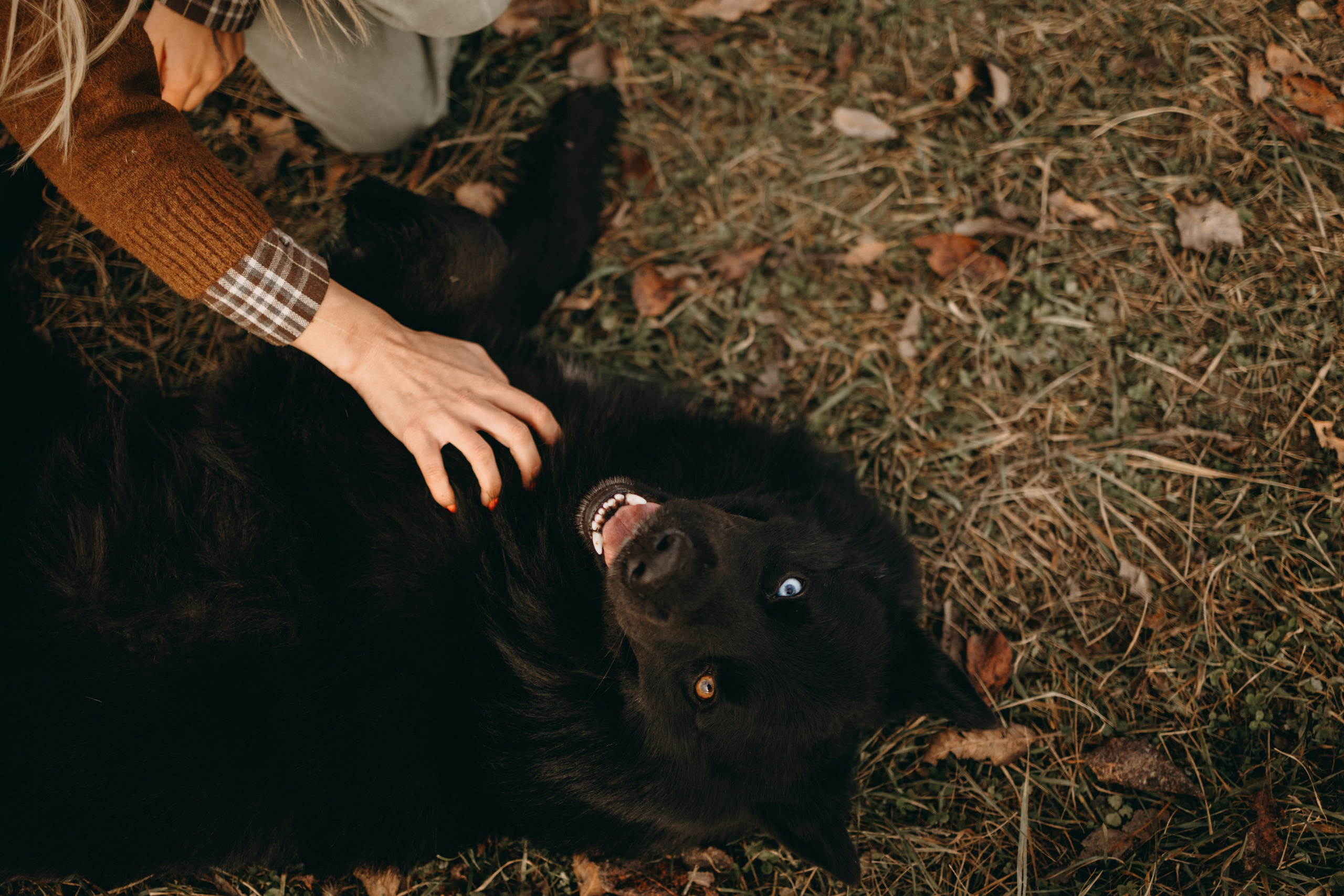 Лора и Джанго. Фотограф — Анималист | Санкт-Петербург