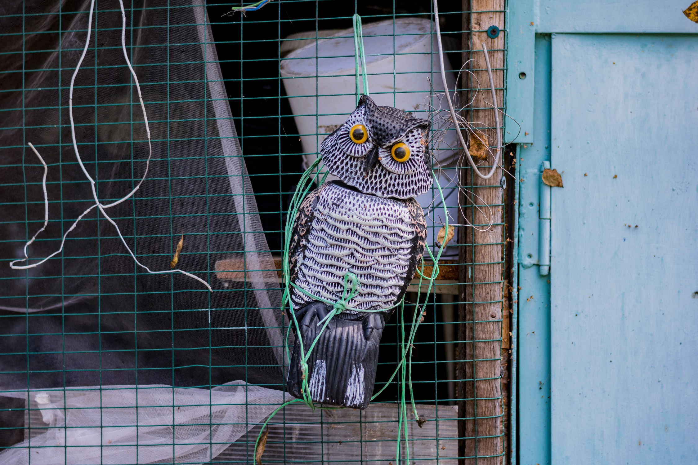Антон Курдюмов фотограф в Хабаровске Рина Курдюмова фото27 foto27 Антон Дорофеев репортажный репортаж документалист Тони и Рина фотосоздатели Виноградники Хехцир 2024 Хабаровск виноград дикий фермер фермерство дачный сезон