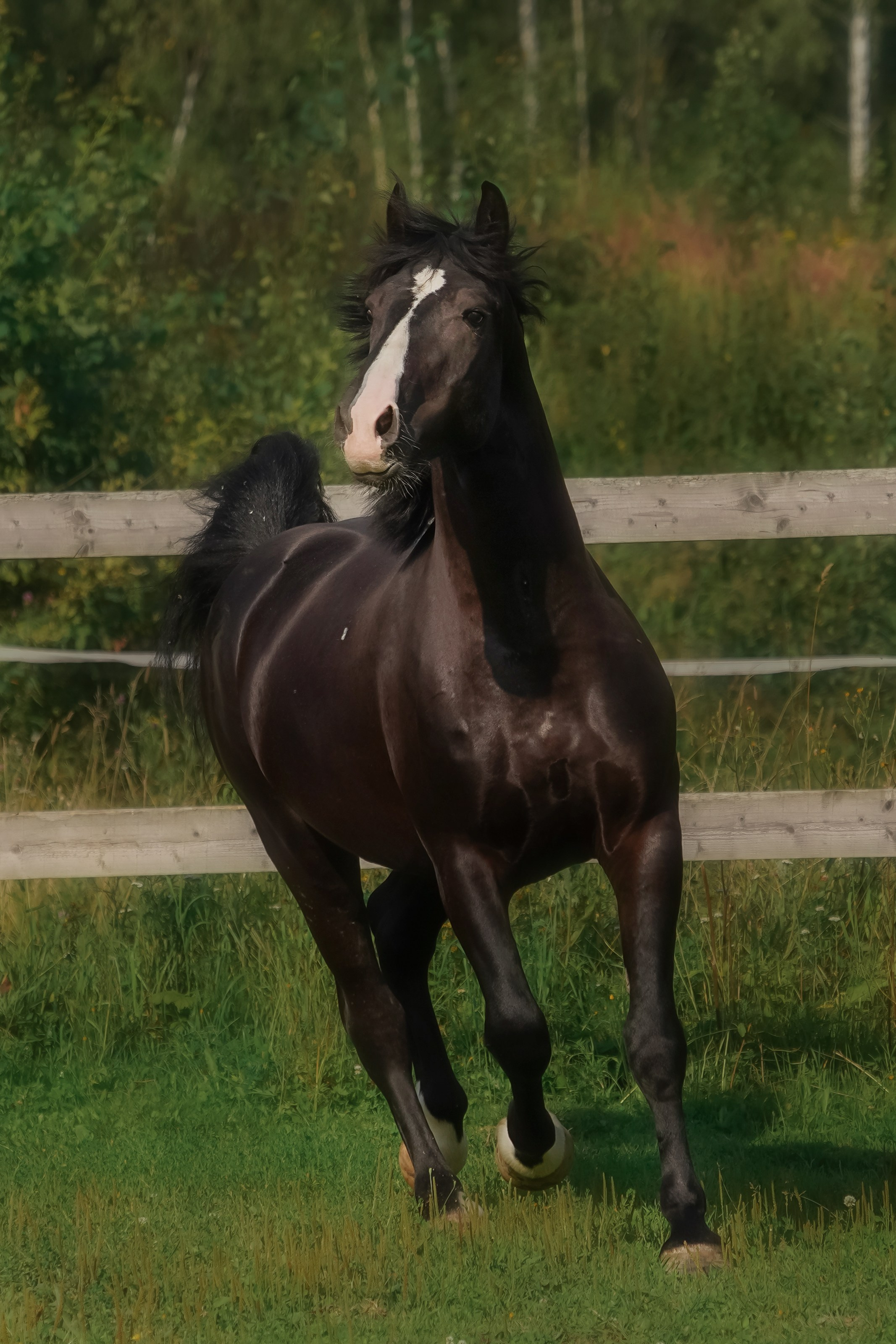 КСК Славино. Фотограф-анималист, портретный фотограф в Чебоксарах Мария Садыкова