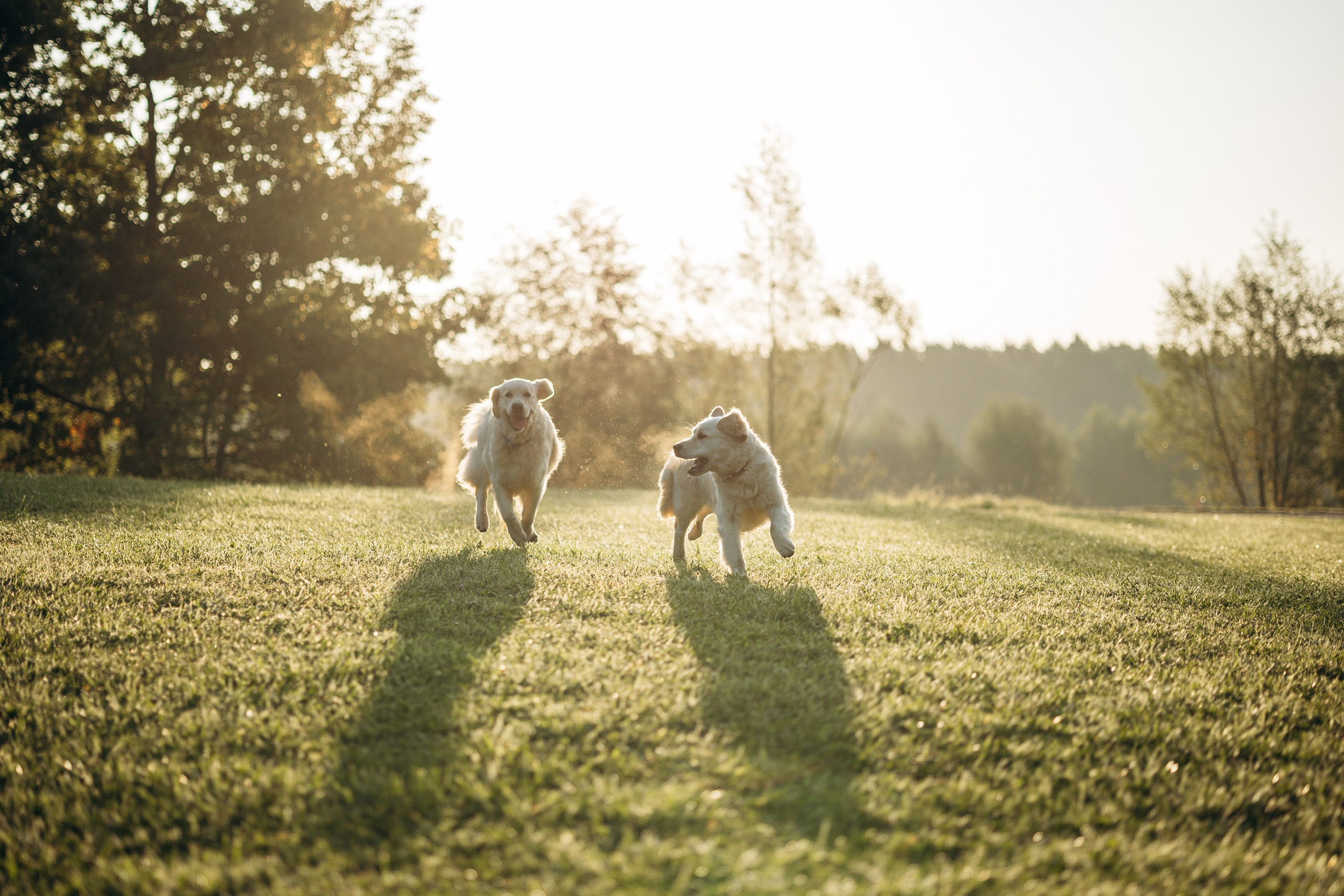 Ирина и ее золотинки. Фотограф — Анималист | Санкт-Петербург