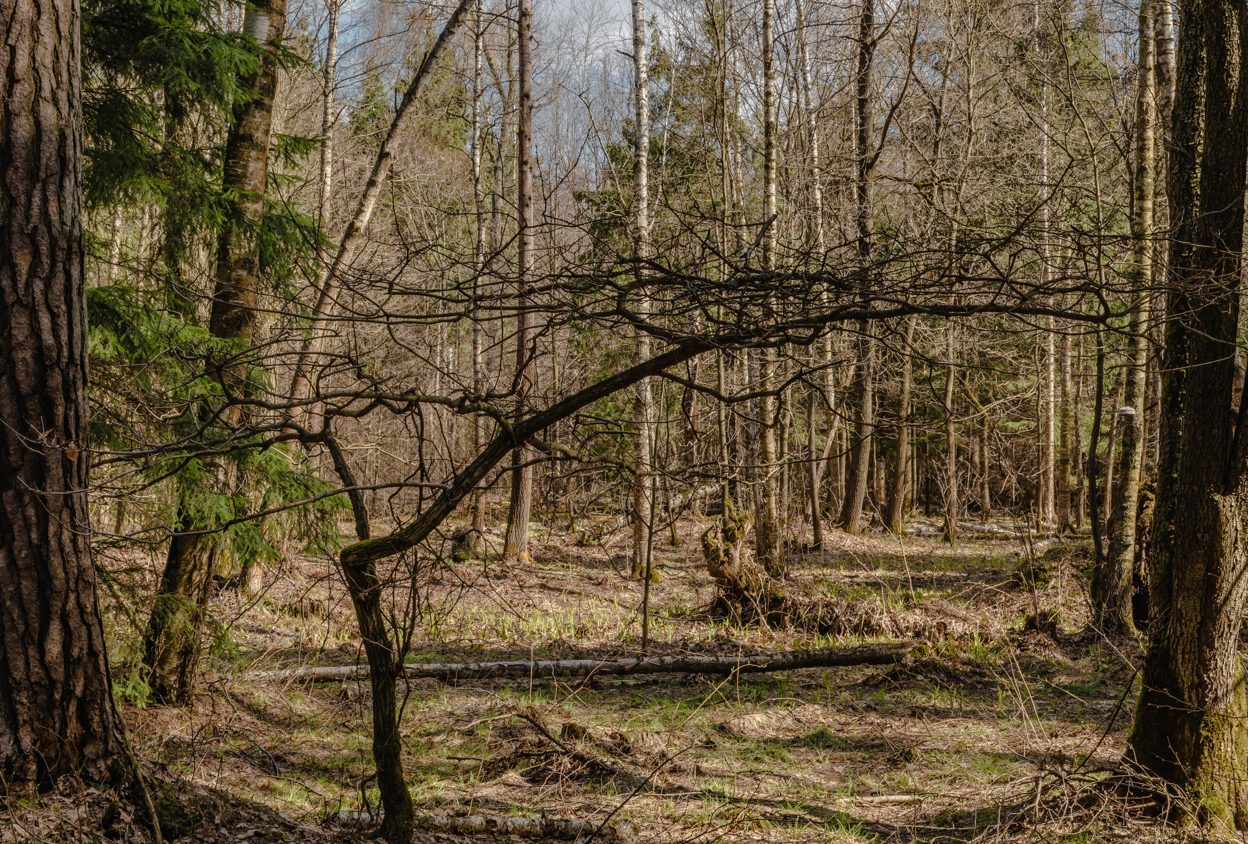 Лосиный остров. Май 2022. Фотографии