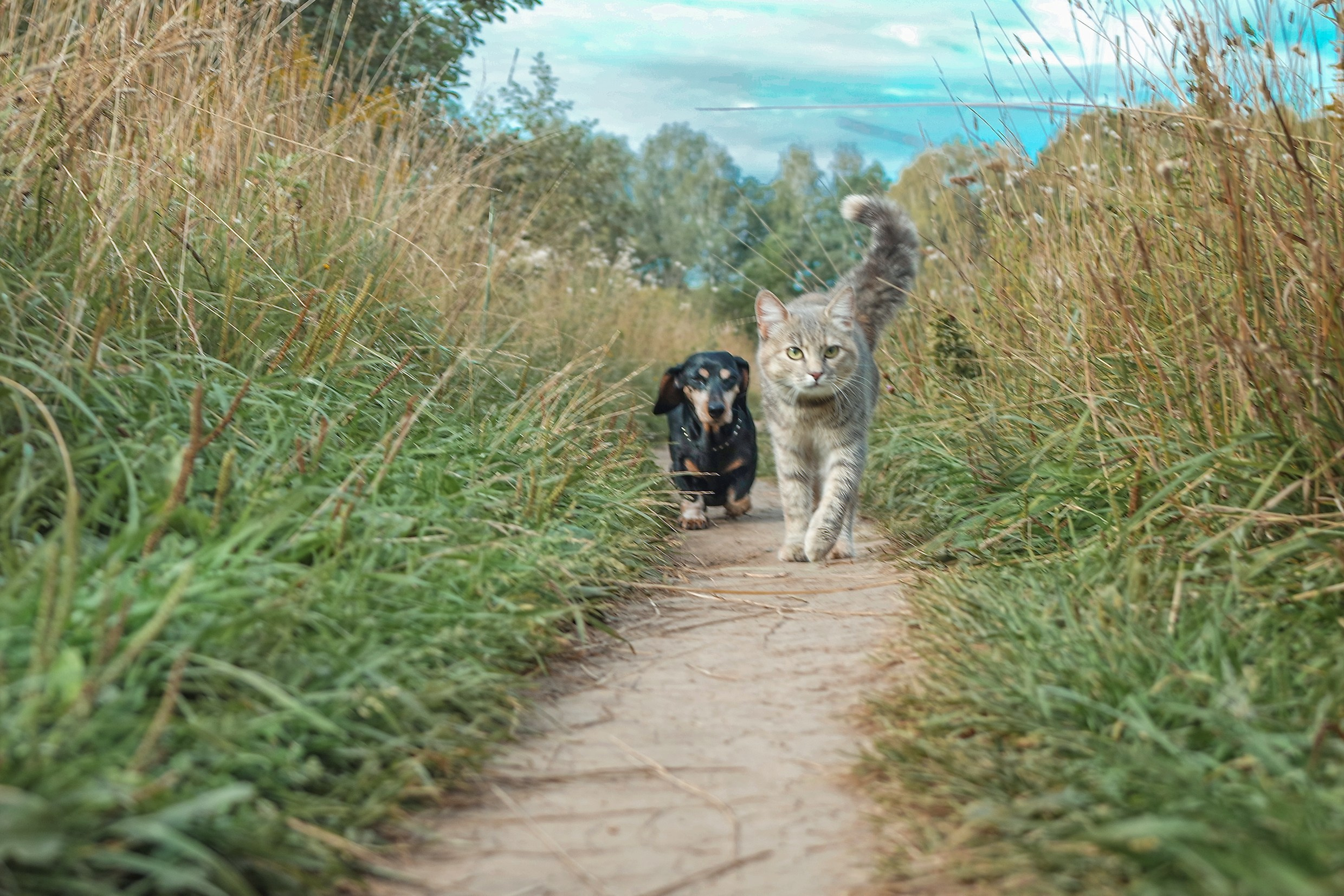 Питомцы. Фотография, фотопроекты