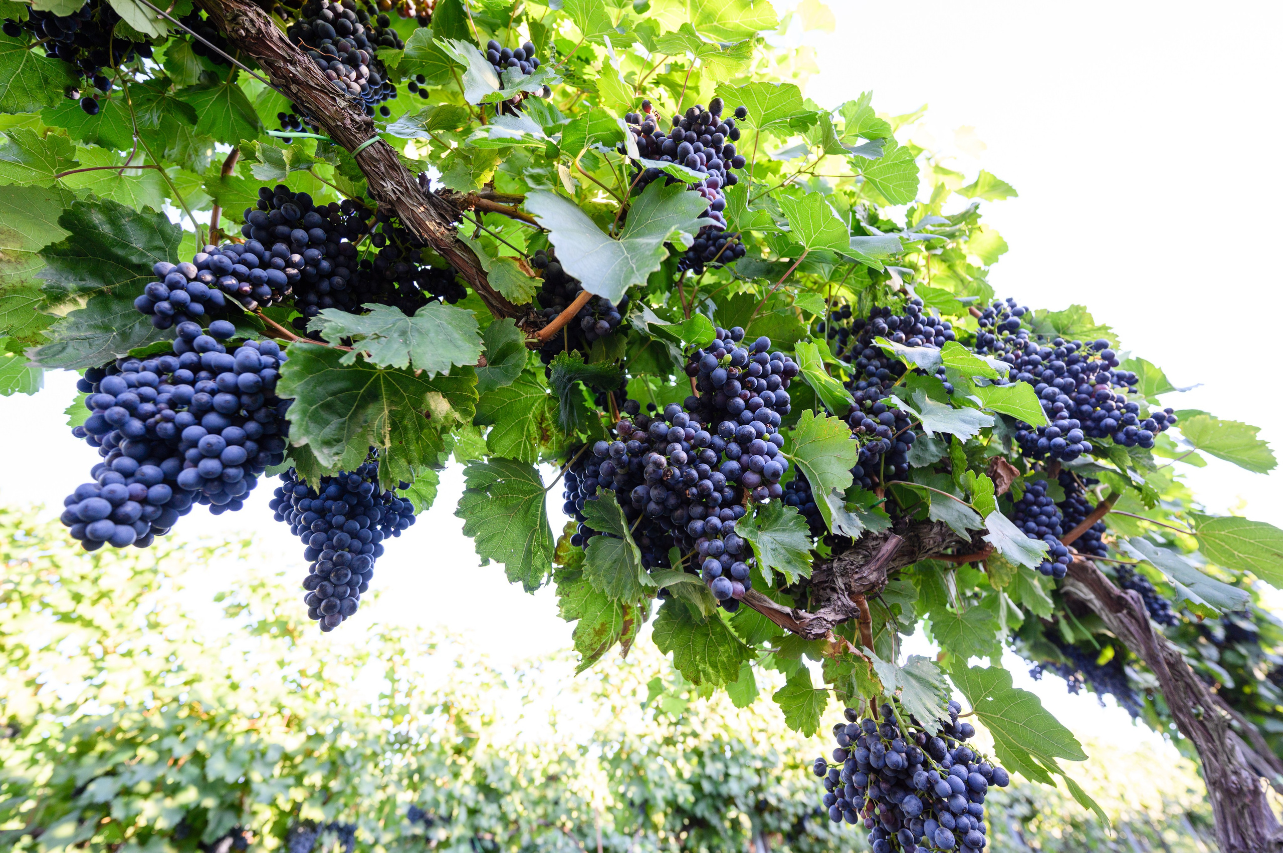 Проекты. Профессиональный фотограф Вячеслав Плацында | Липецк |