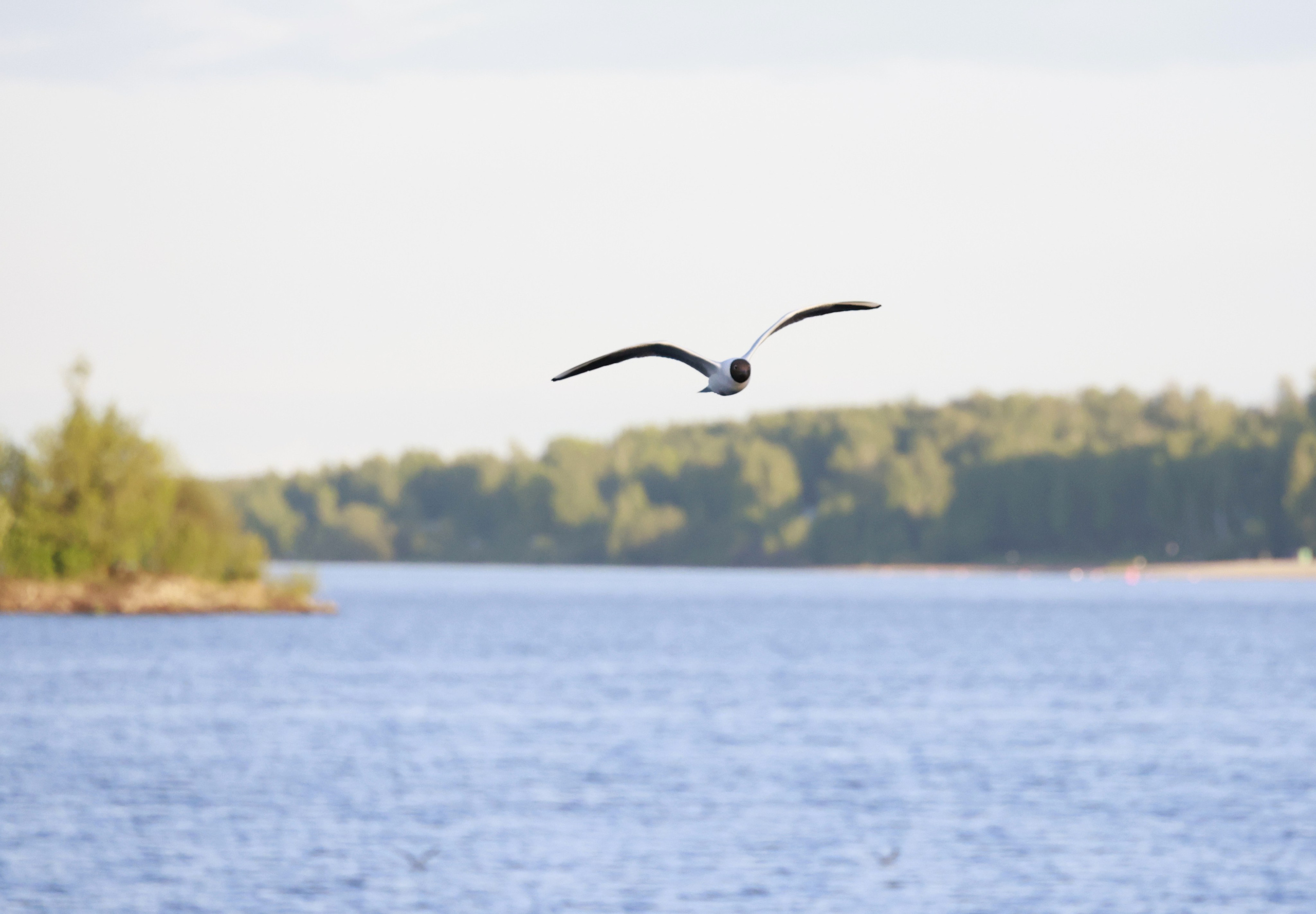 Зверье. Фотохудожник BID