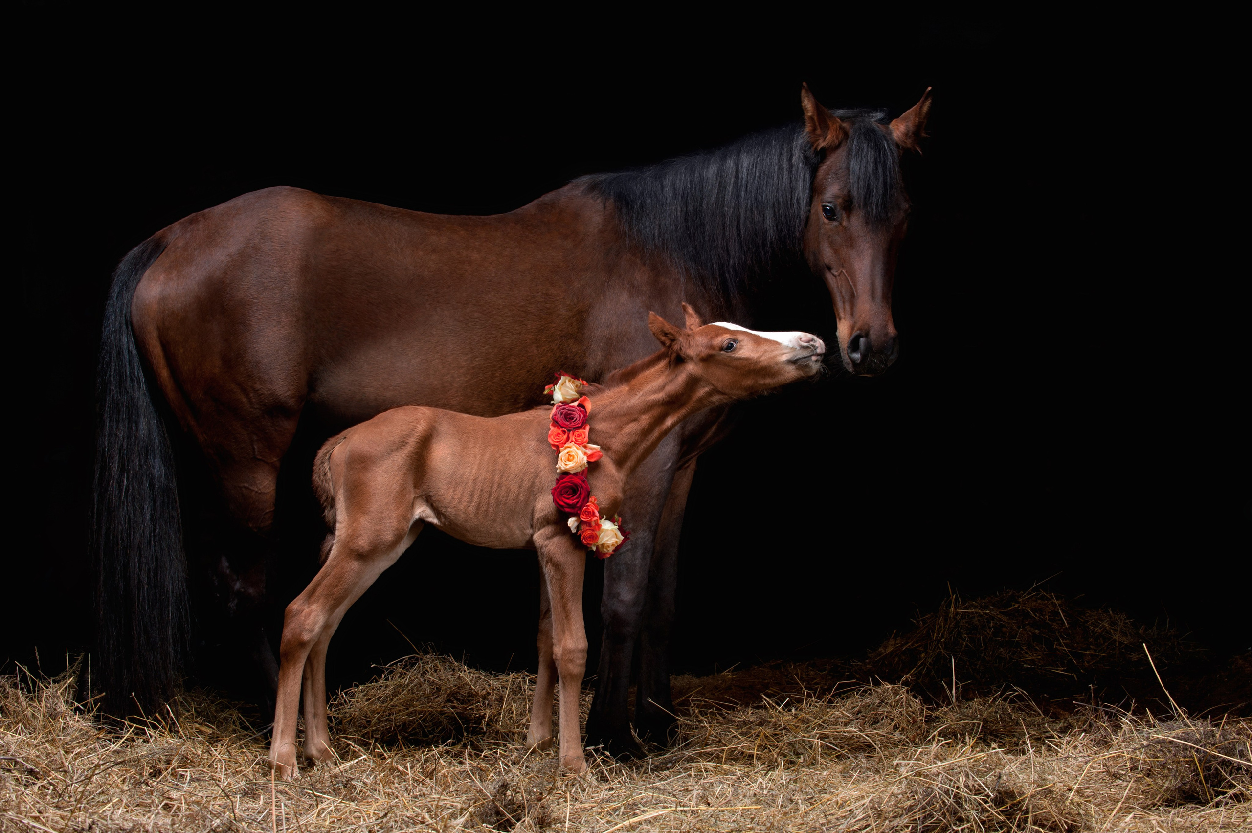 Лошади в студии. Лана Петрова, фотограф