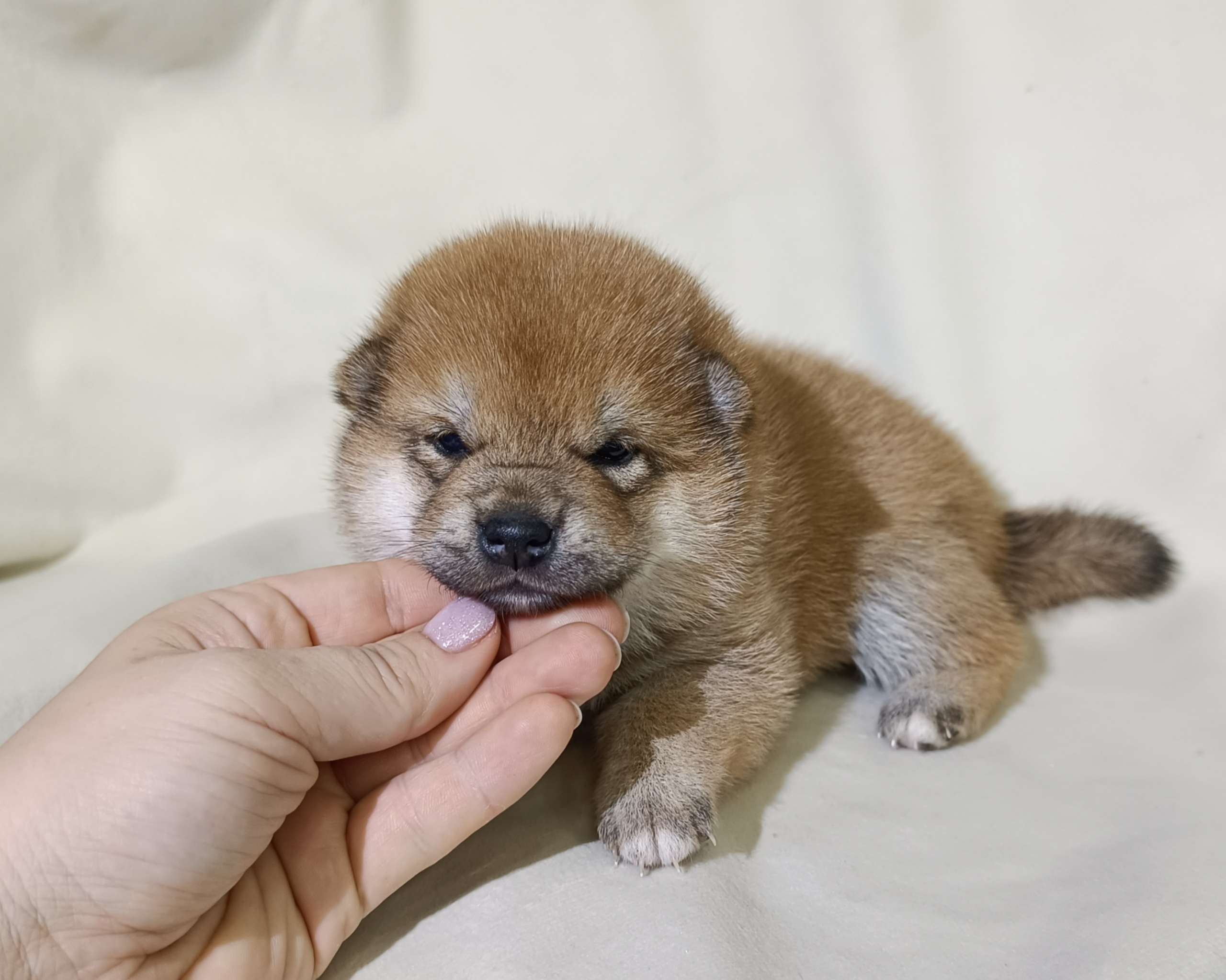 сиба питомник Рубилайт щенки на продажу rubylight  сиба щенки купить СПб Санкт-Петербург 