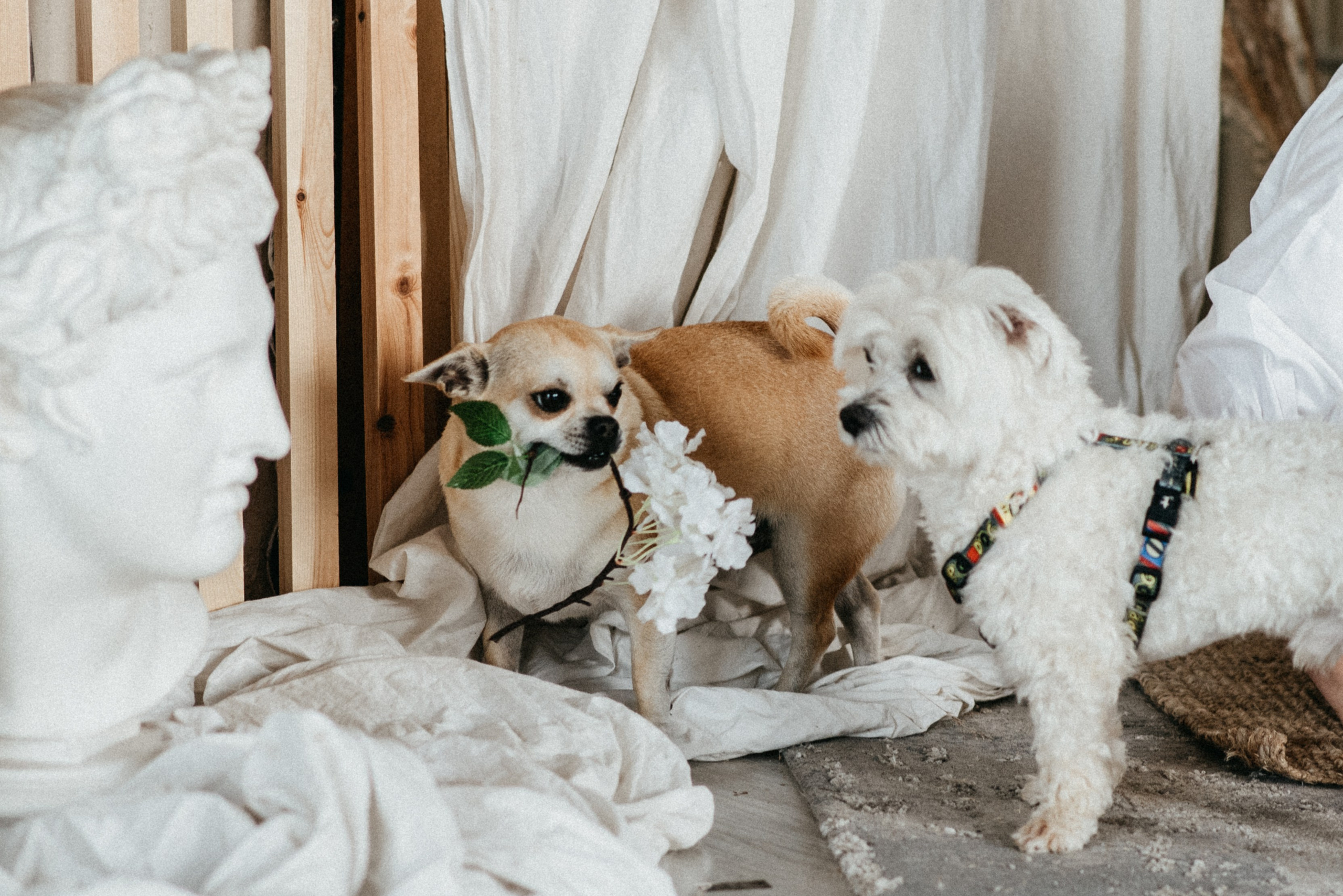 Анна, Ирина, Варвара. Семейный фотограф в Клину и Москве Елена Храпунова