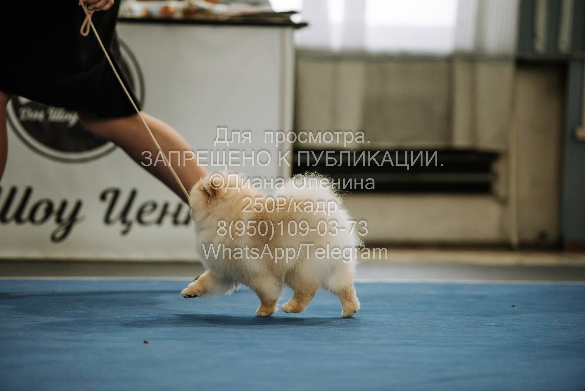 Выставка собак Красноярск 29.10.2023. Фотограф Диана Оленина Красноярск / Братск
