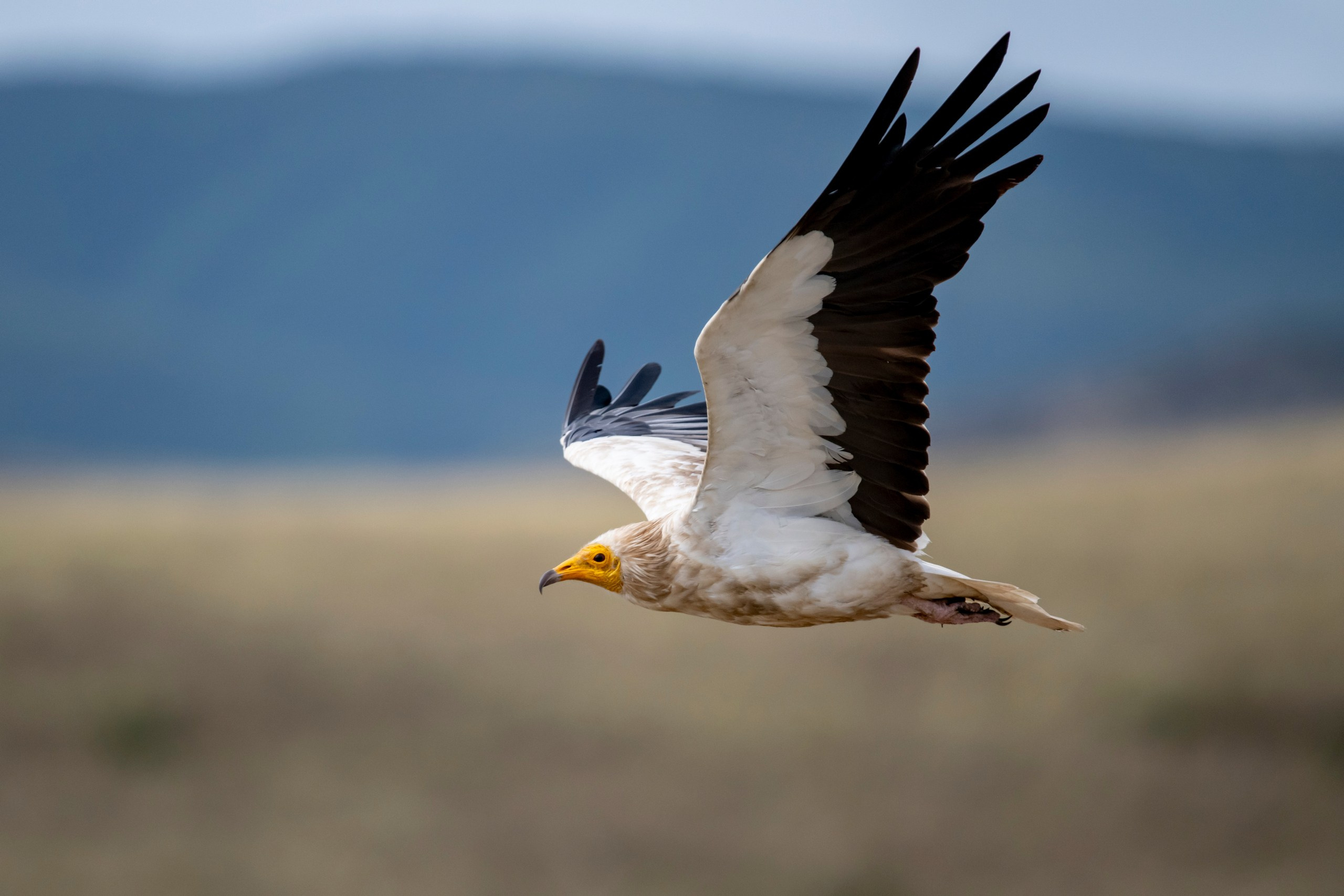 Природа Дагестана, сентябрь 2024. Foto-Zuev фотография как искусство