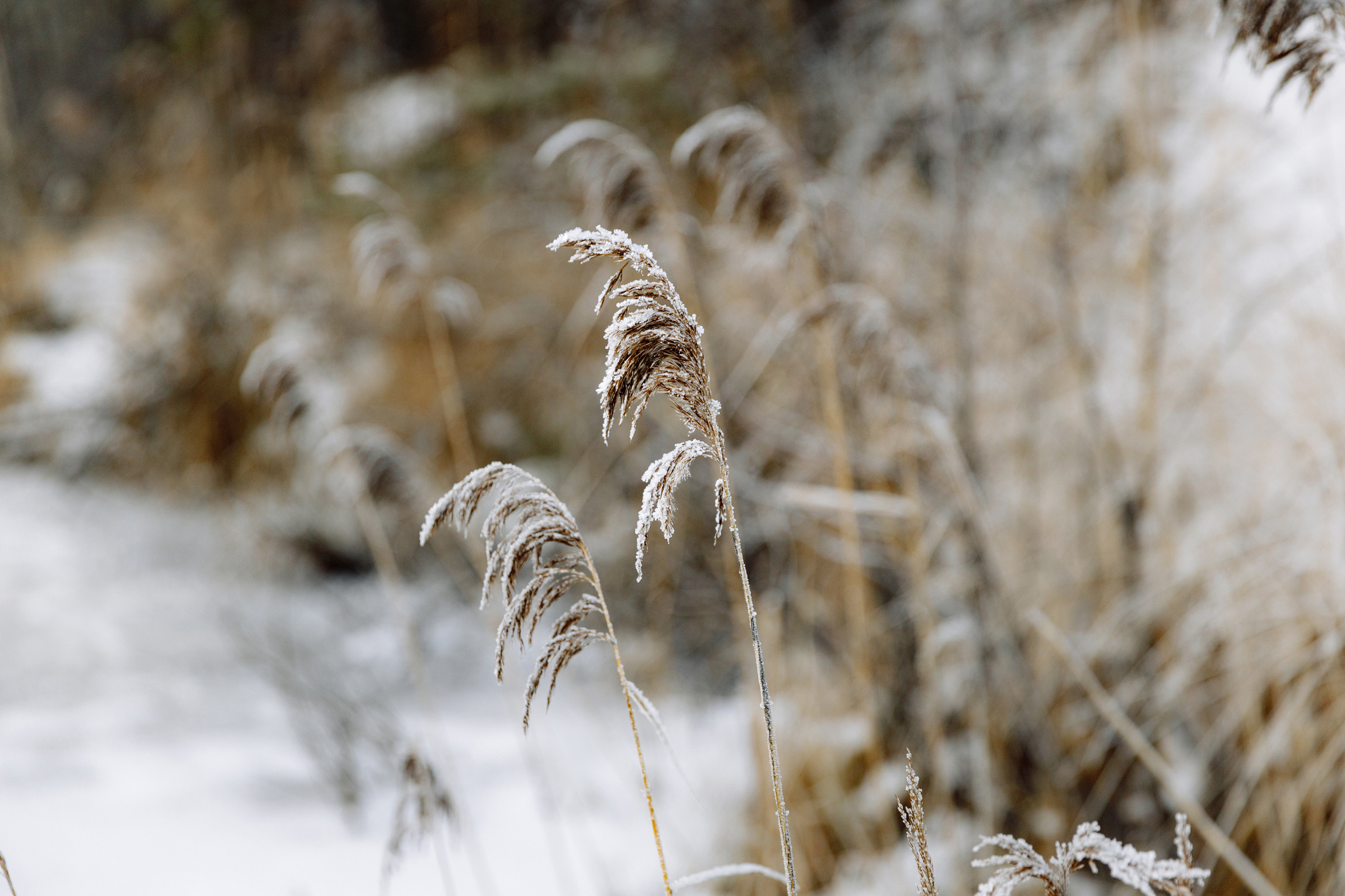 Зимняя сказка