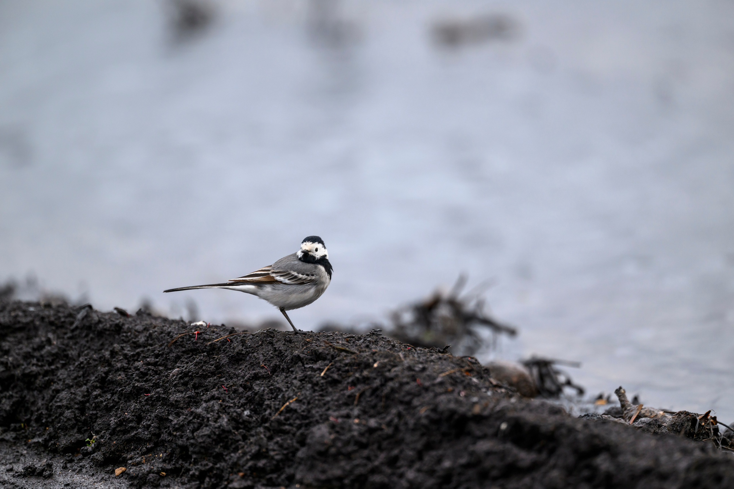 Трясогузка и тетерев. Wildlife photography by Sergey Puponin
