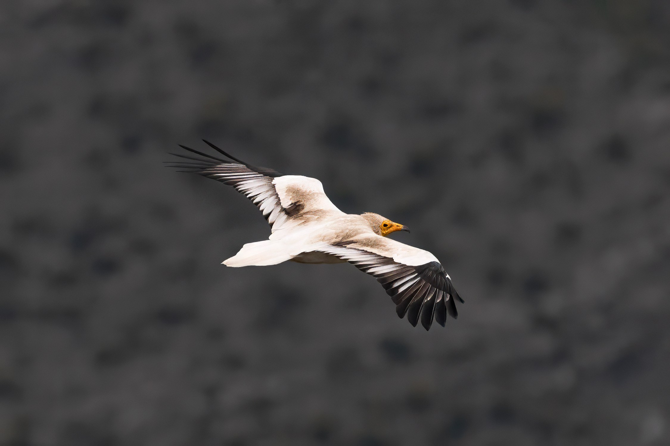 Египетский стервятник. Photomantis