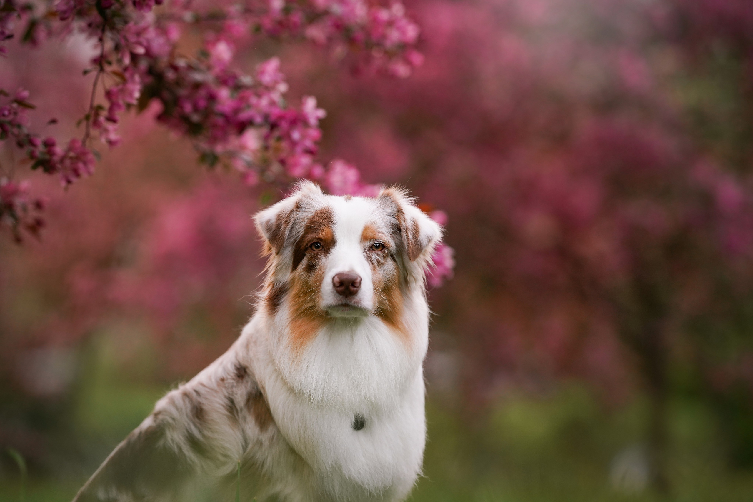 Панда в Яблоневом саду. Фотограф-анималист в Санкт-Петербурге Яна Мартынова