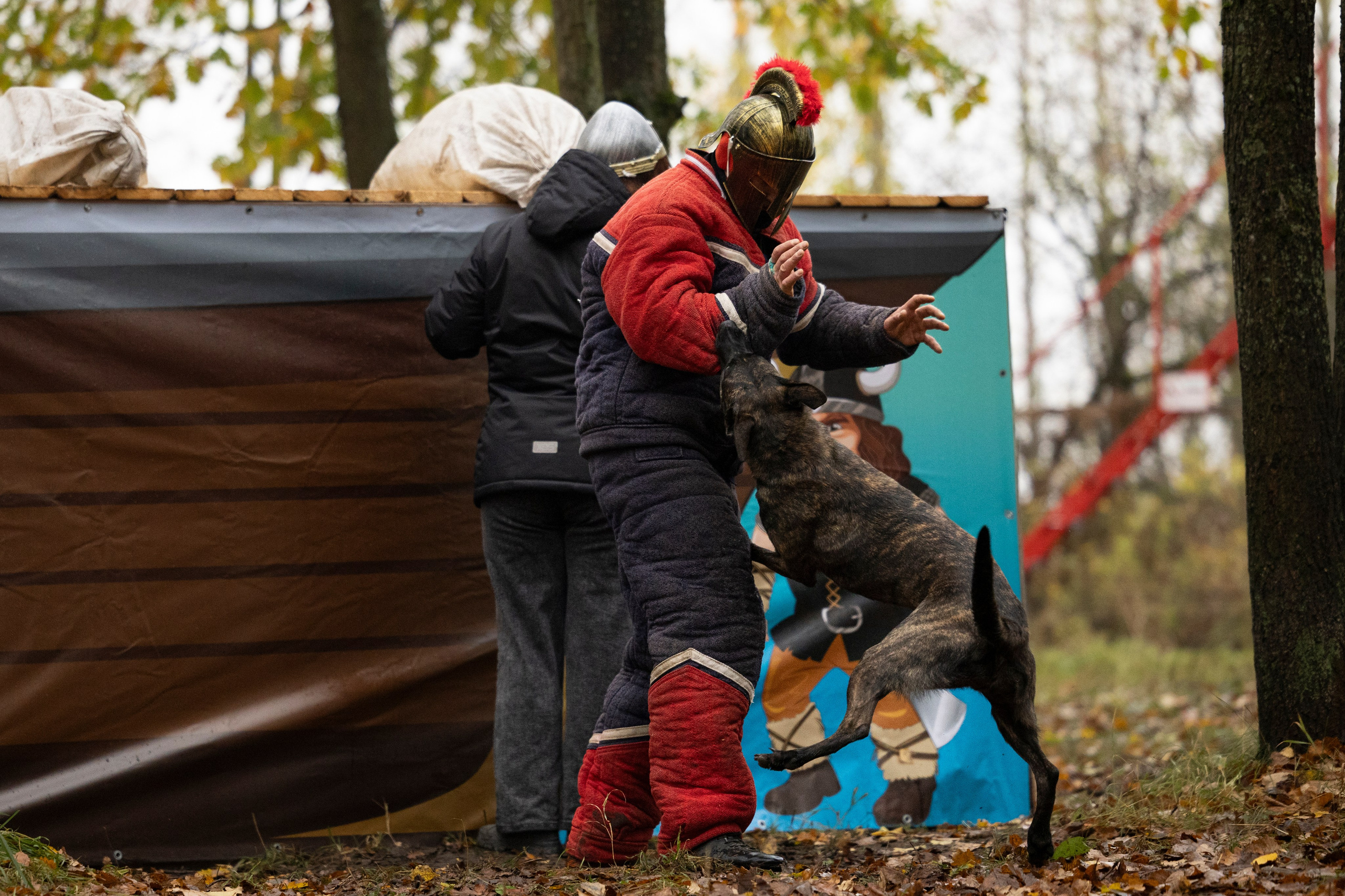 Соревнования по Мондьорингу г. Вологда. Фотограф-анималист Анна Маринич