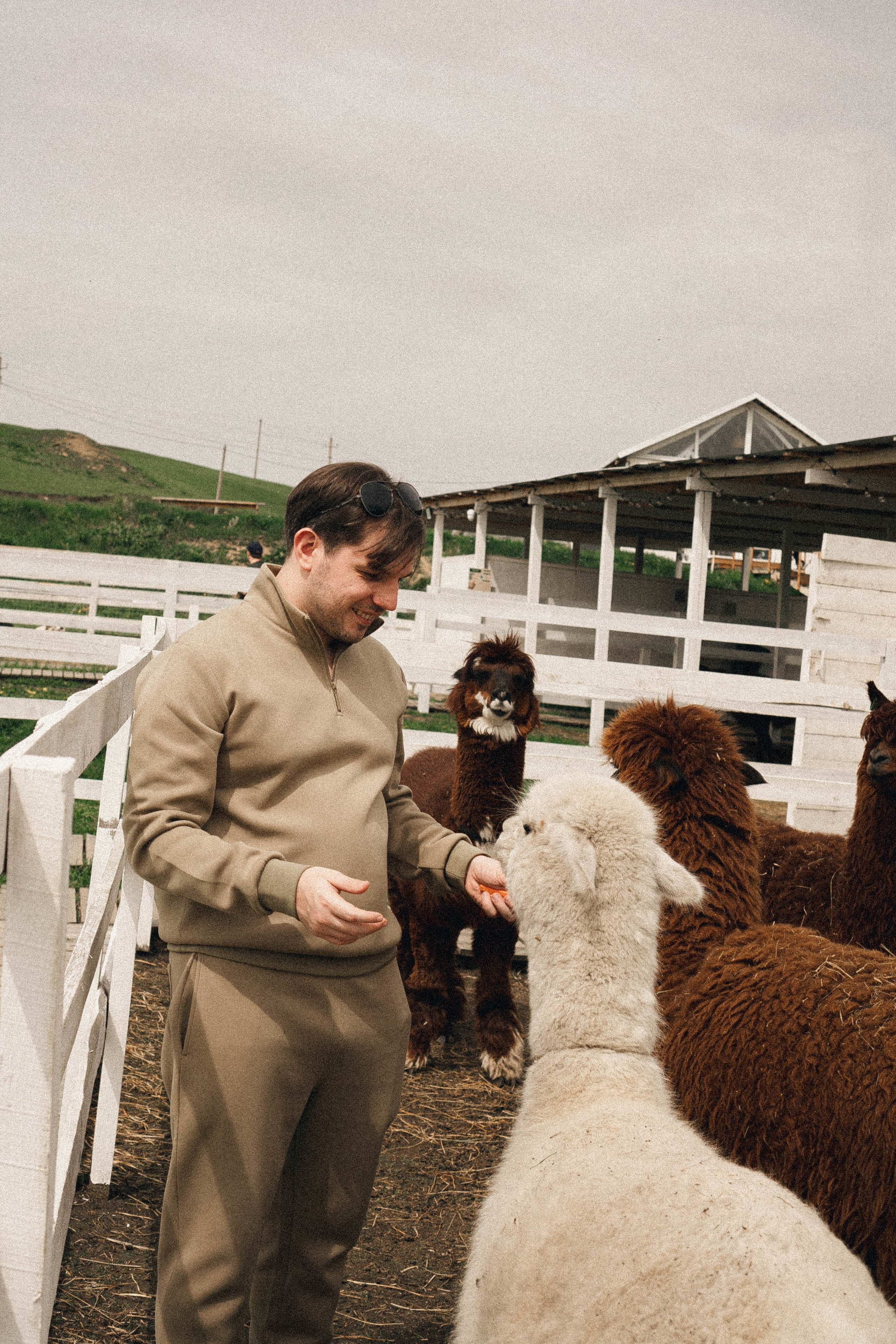 Ферма Альпак. Профессиональный фотограф, Санкт-Петербург — Виктория Богомолова