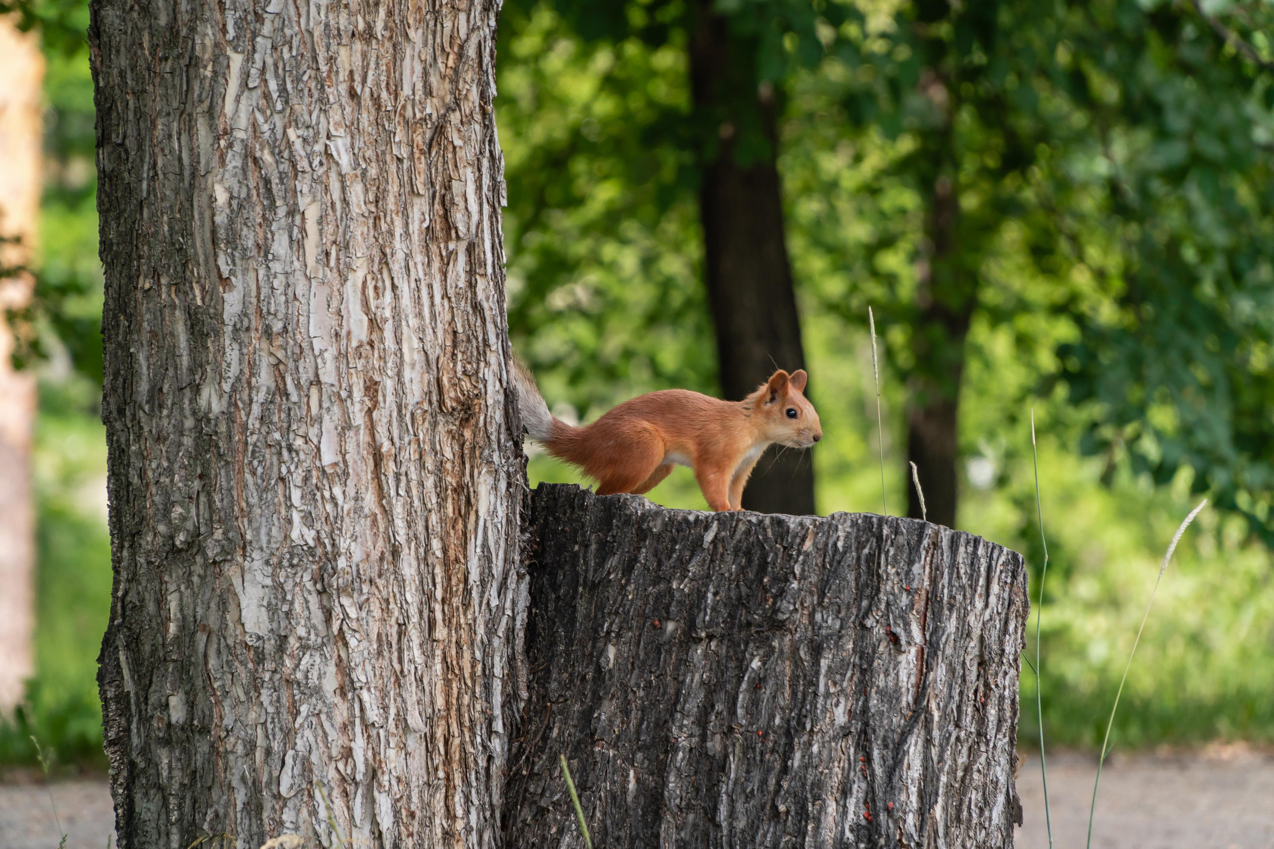 Kirill and Kseniya. Photographer Max