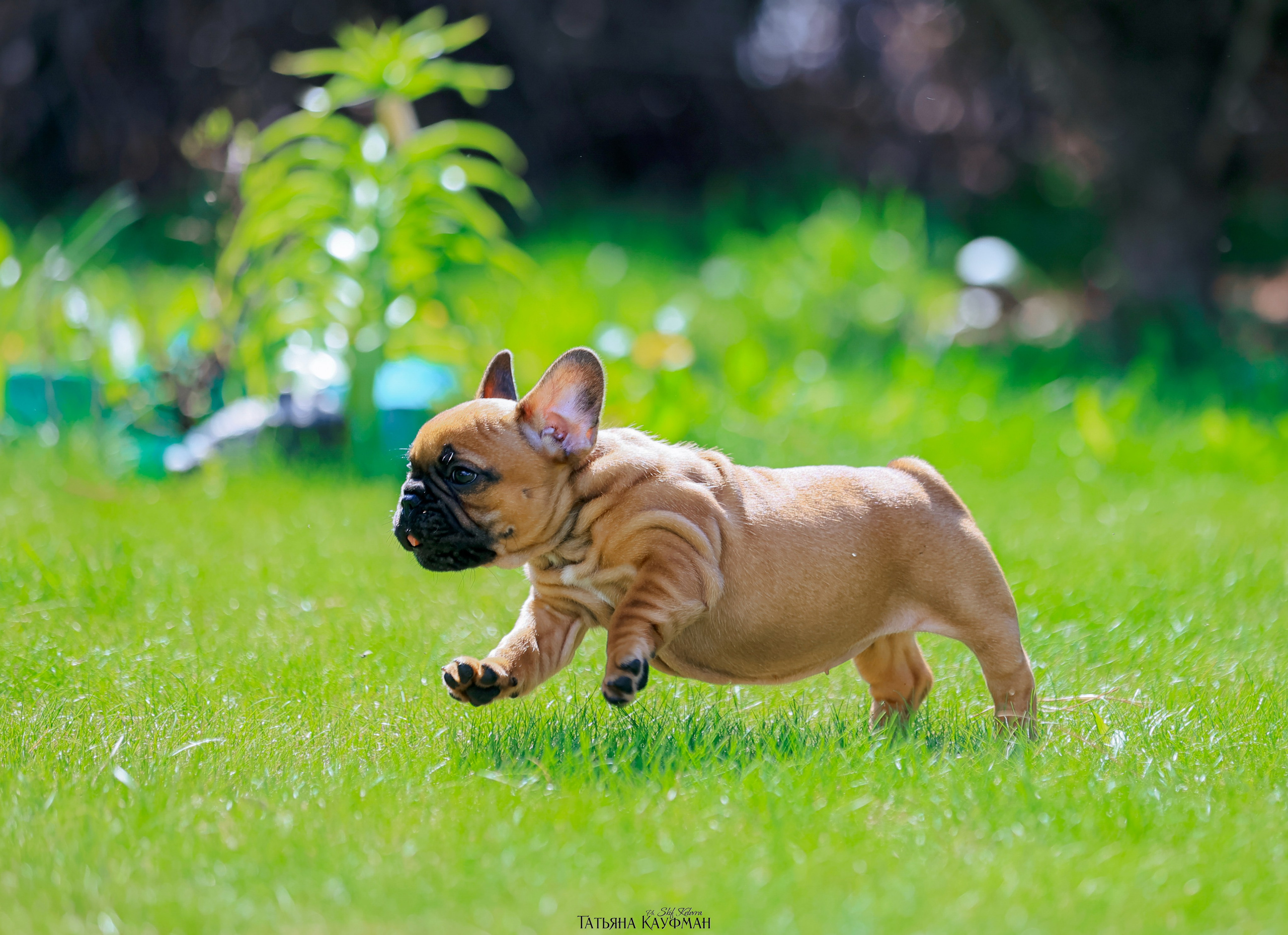 Французский бульдог, фотография французского бульдога, щенки бульдога, щенки французского бульдога, красивая собака, фотограф анималист, фотокурс Анималистика, научиться фотографировать собак, фотограф Новосибирск