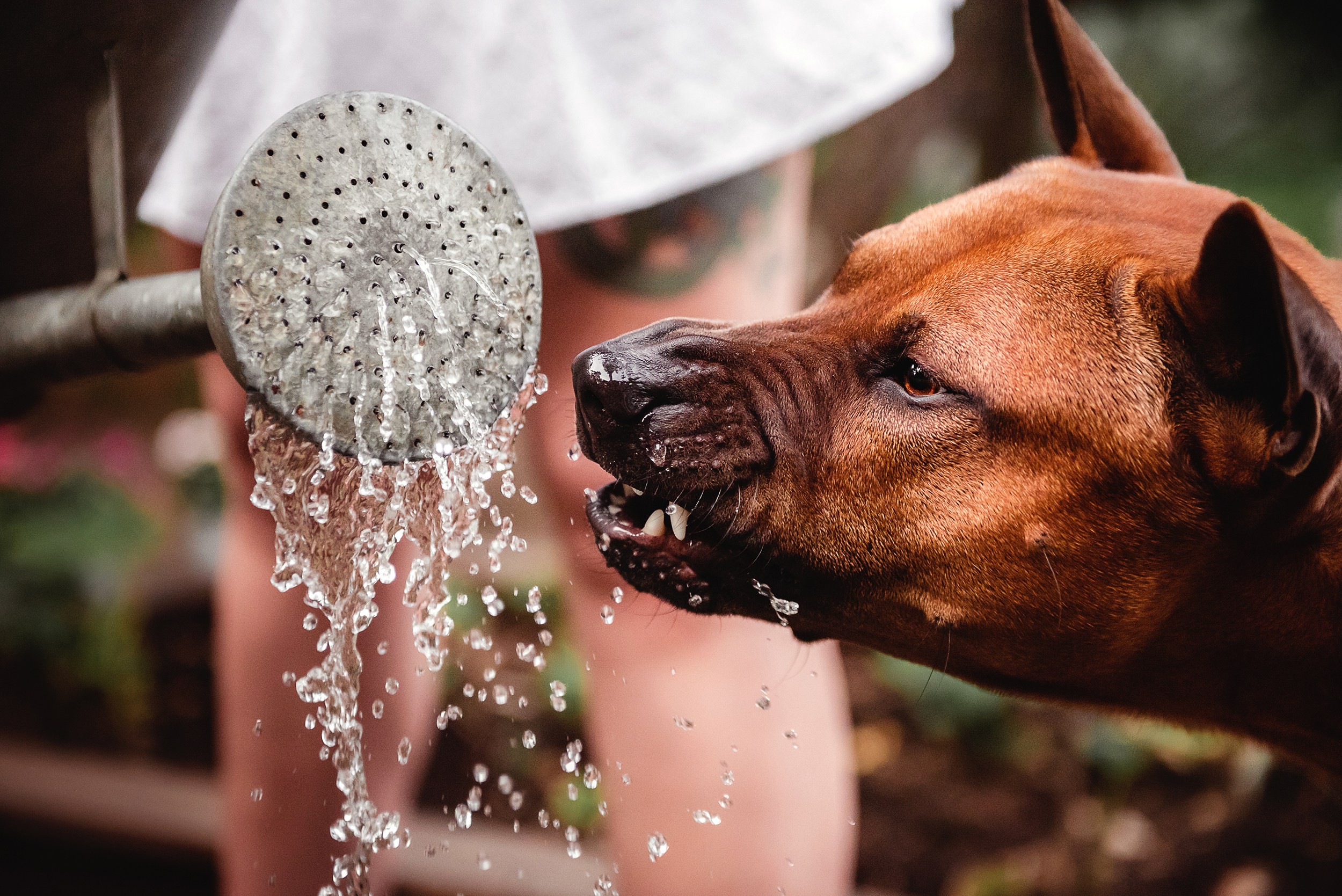 Оксана и Зевс на даче. Семейный Фотограф в Москве Ирина Хохлова