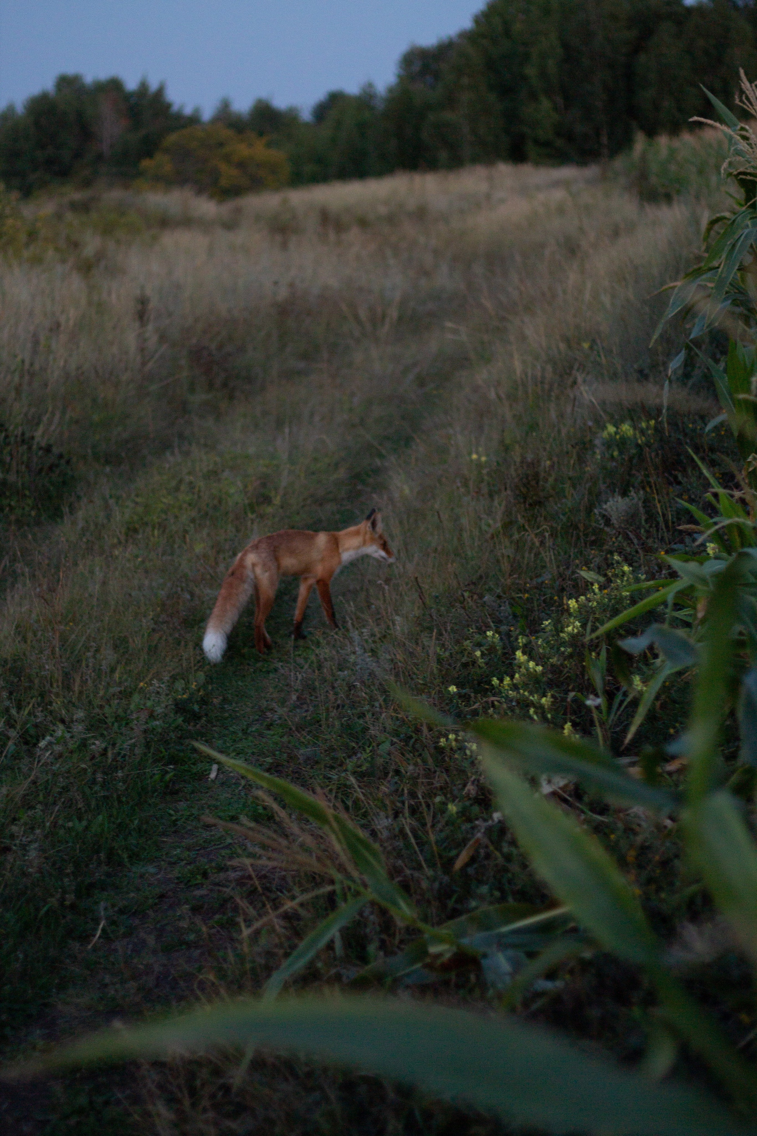 Семейные фотосессии в Уфе. Свадебный и семейный фотограф в Уфе и Башкирии Дмитрий Коломеец