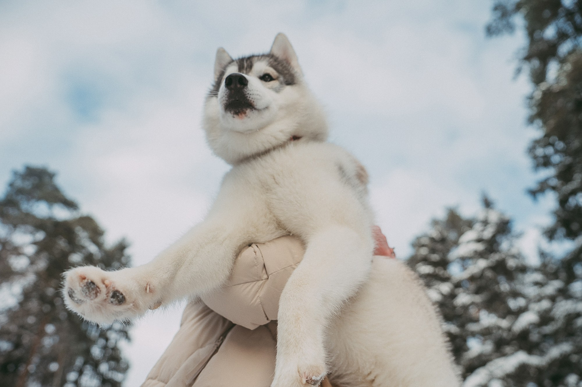 Полина, Уго и Пышка. Фотограф анималист в Москве и Санкт-Петербурге Свиридова Анна