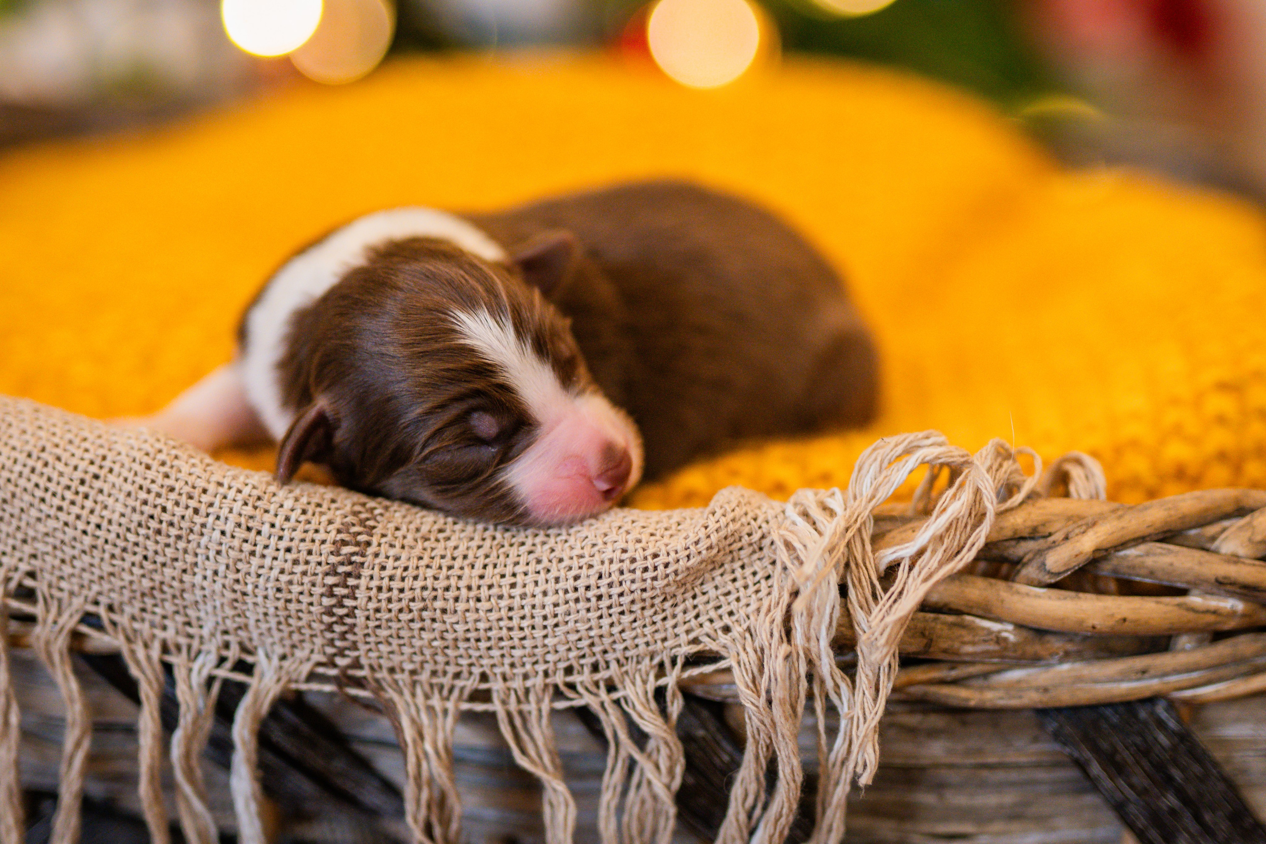 Фритсвит. Семейный фотограф Ефремова Виктория