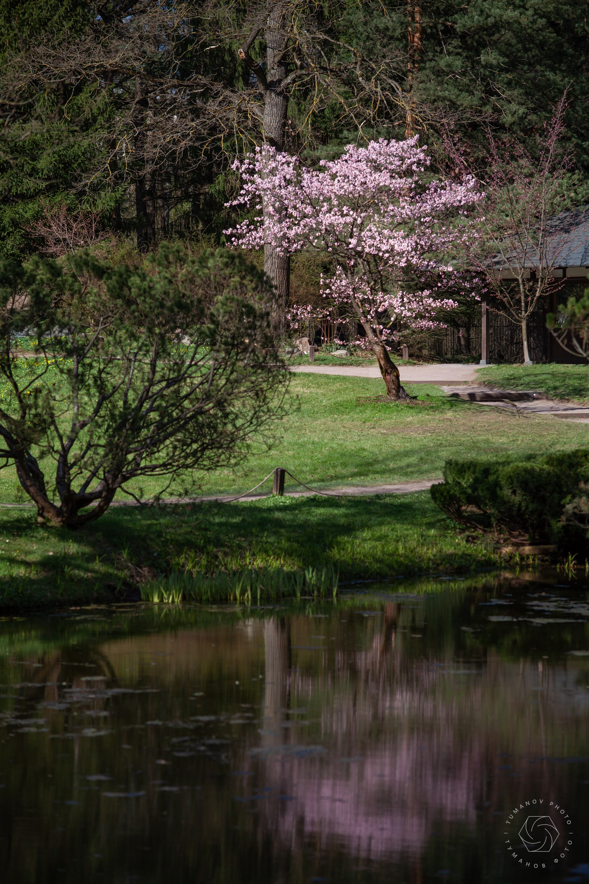 Первые дни ханами в Японском саду, который находится в Ботаническом саду им. Н. В. Цицина. Туманов Виталий — фотограф Москва
