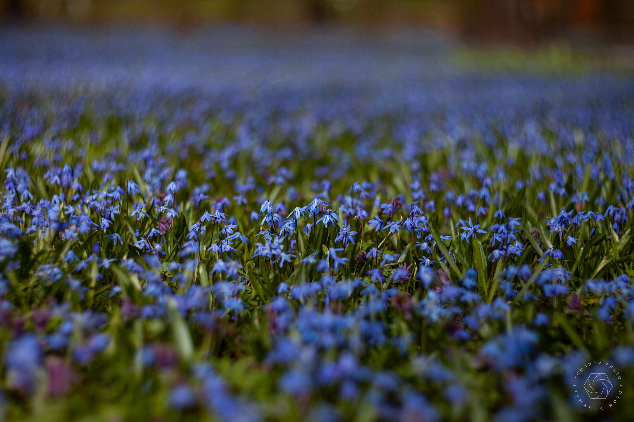 Усадьба Л. Н. Толстого в Хамовниках. Туманов Виталий — фотограф Москва