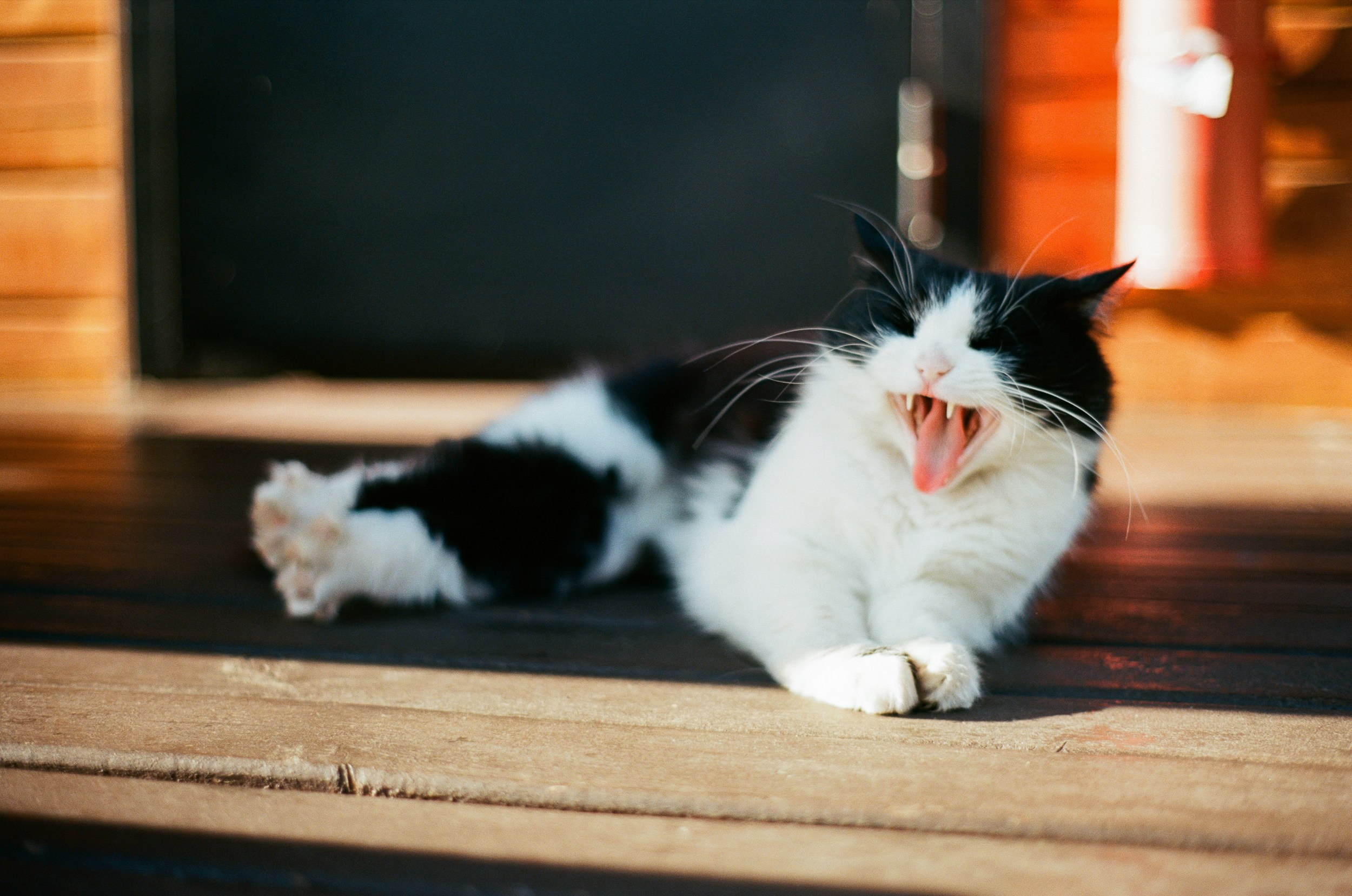 Пейзажные фотографии Алтая. Портретный и репортажный фотограф. Мыльников Илья