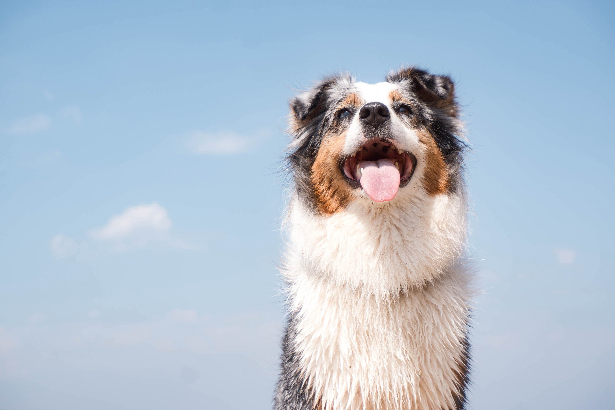 Фотосессия для собак. Фотограф в Самаре | Варя Борисова