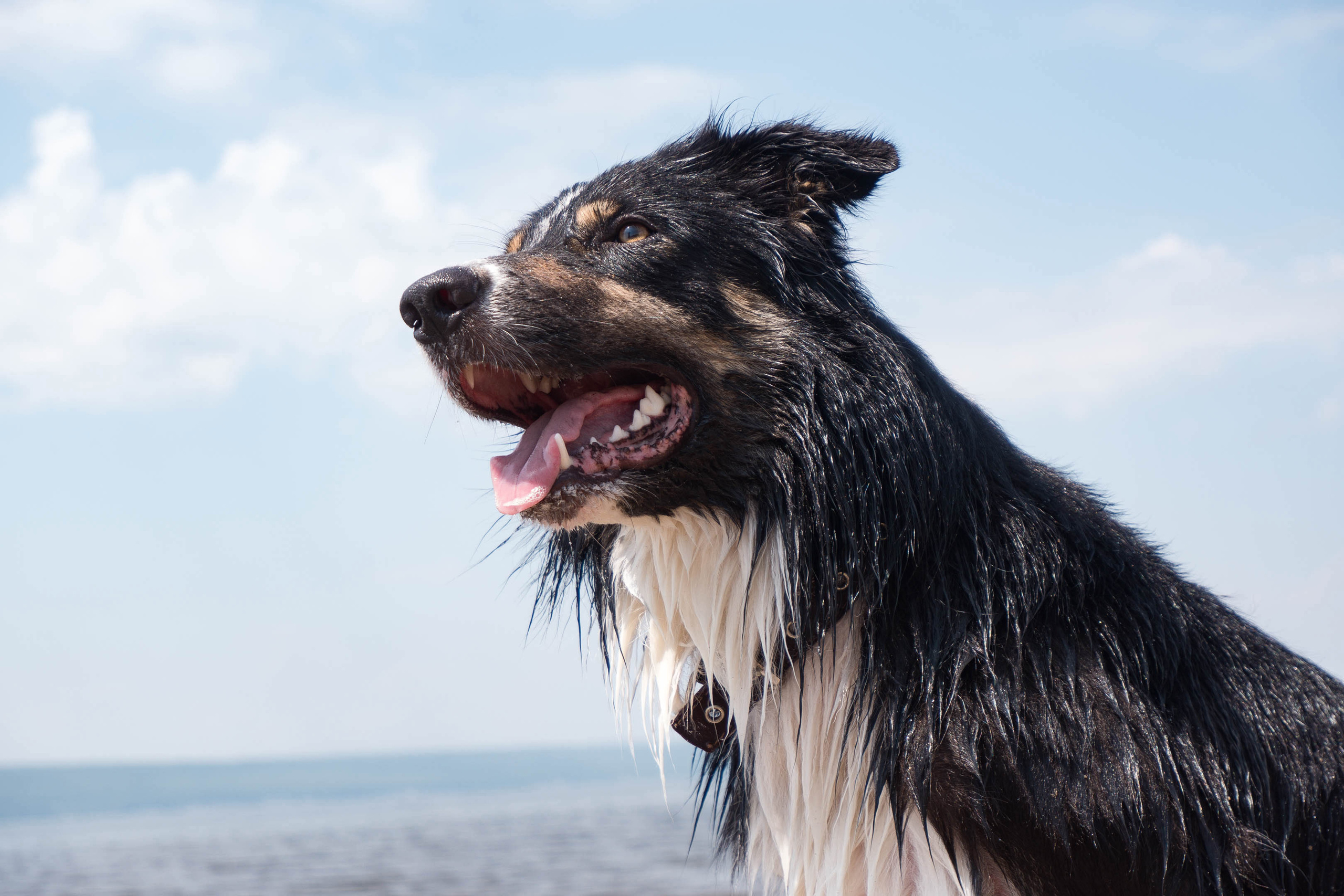 Фотосессия для собак. Фотограф в Самаре | Варя Борисова