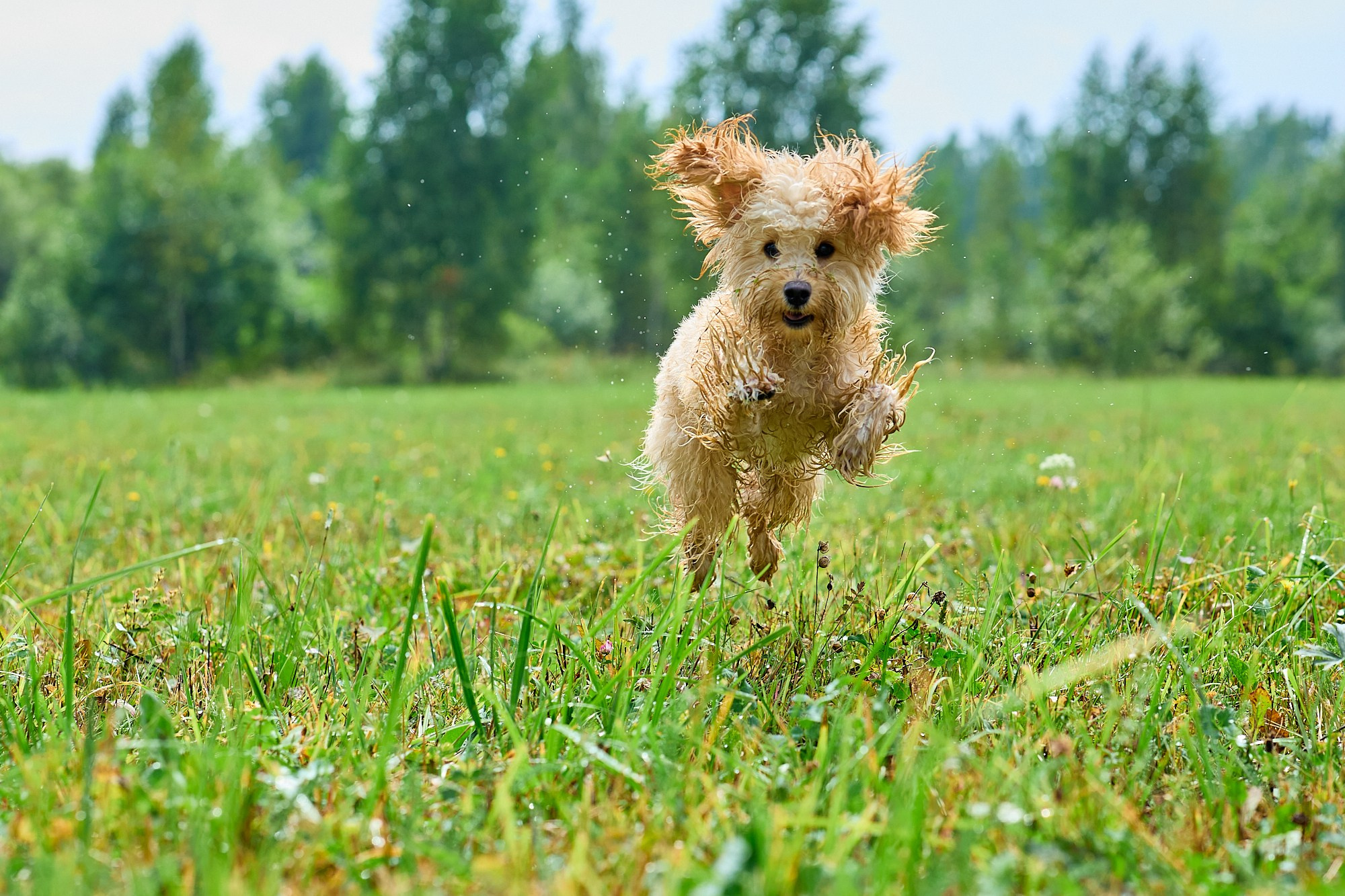 Мокрая от травы и неугомонная Бонечка. Любовь Гальцова — свадебный, семейный, детский фотограф в городе Кемерово и Кемеровской области