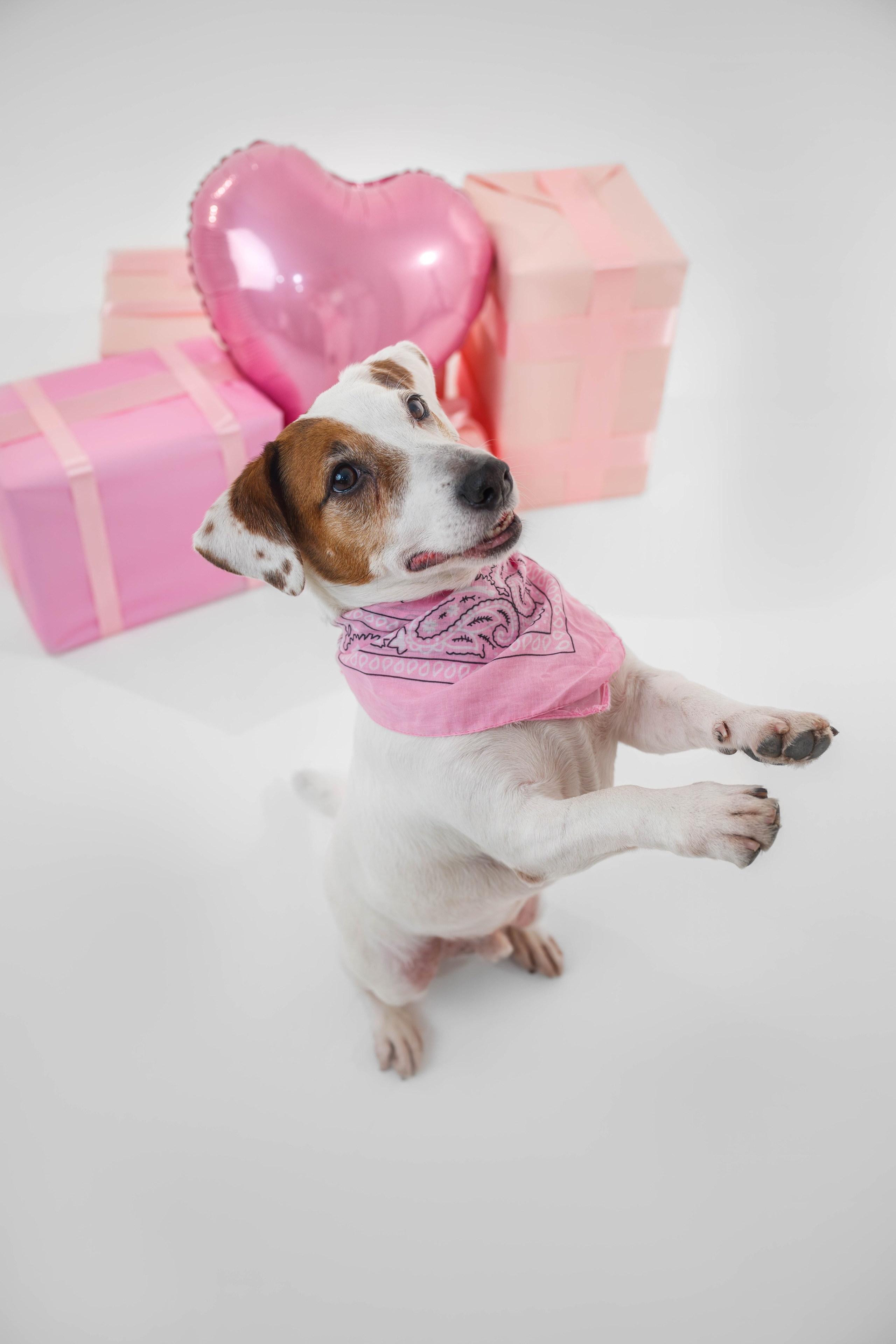 Джек Рассел. Фотограф Анималист в Москве Анастасия Жучкова