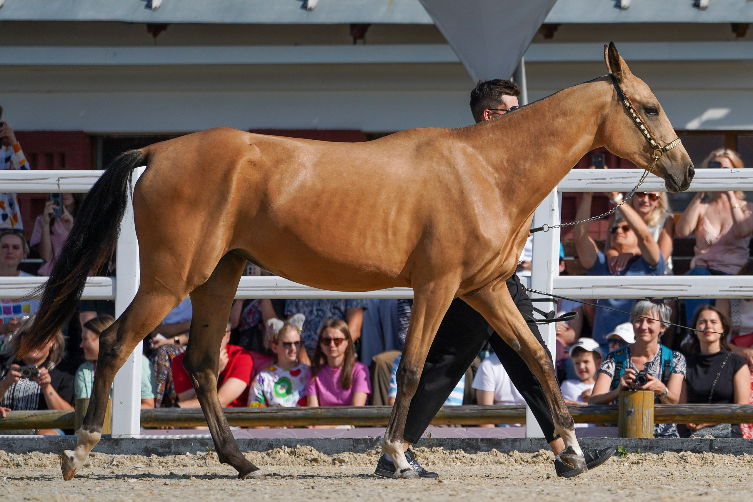 Чемпионат лошадей чистокровной ахалтекинской породы «КУБОК РОССИИ — 2024». Фотограф-анималист, портретный фотограф в Чебоксарах Мария Садыкова