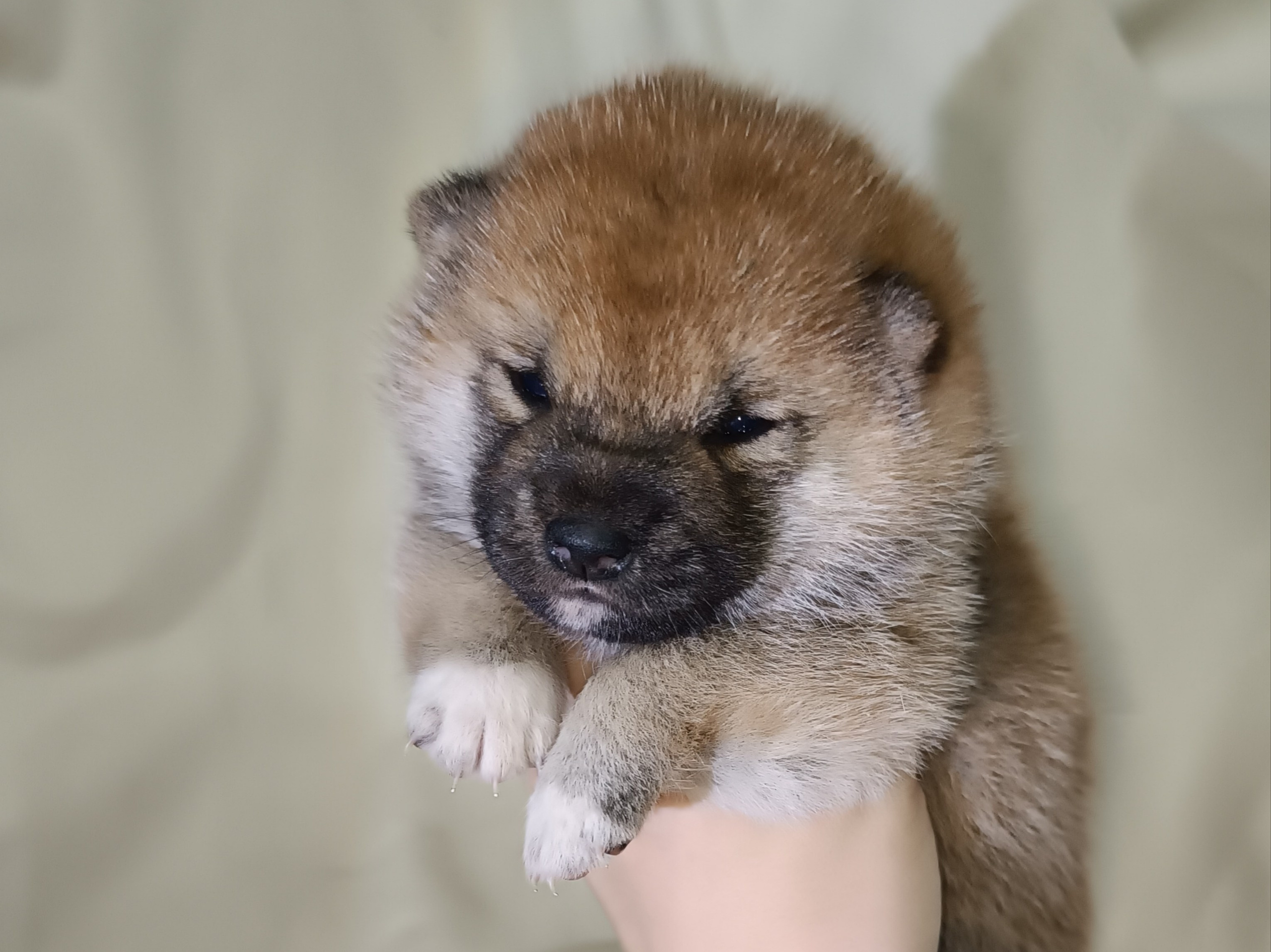 сиба питомник Рубилайт щенки на продажу rubylight  сиба щенки купить СПб Санкт-Петербург 