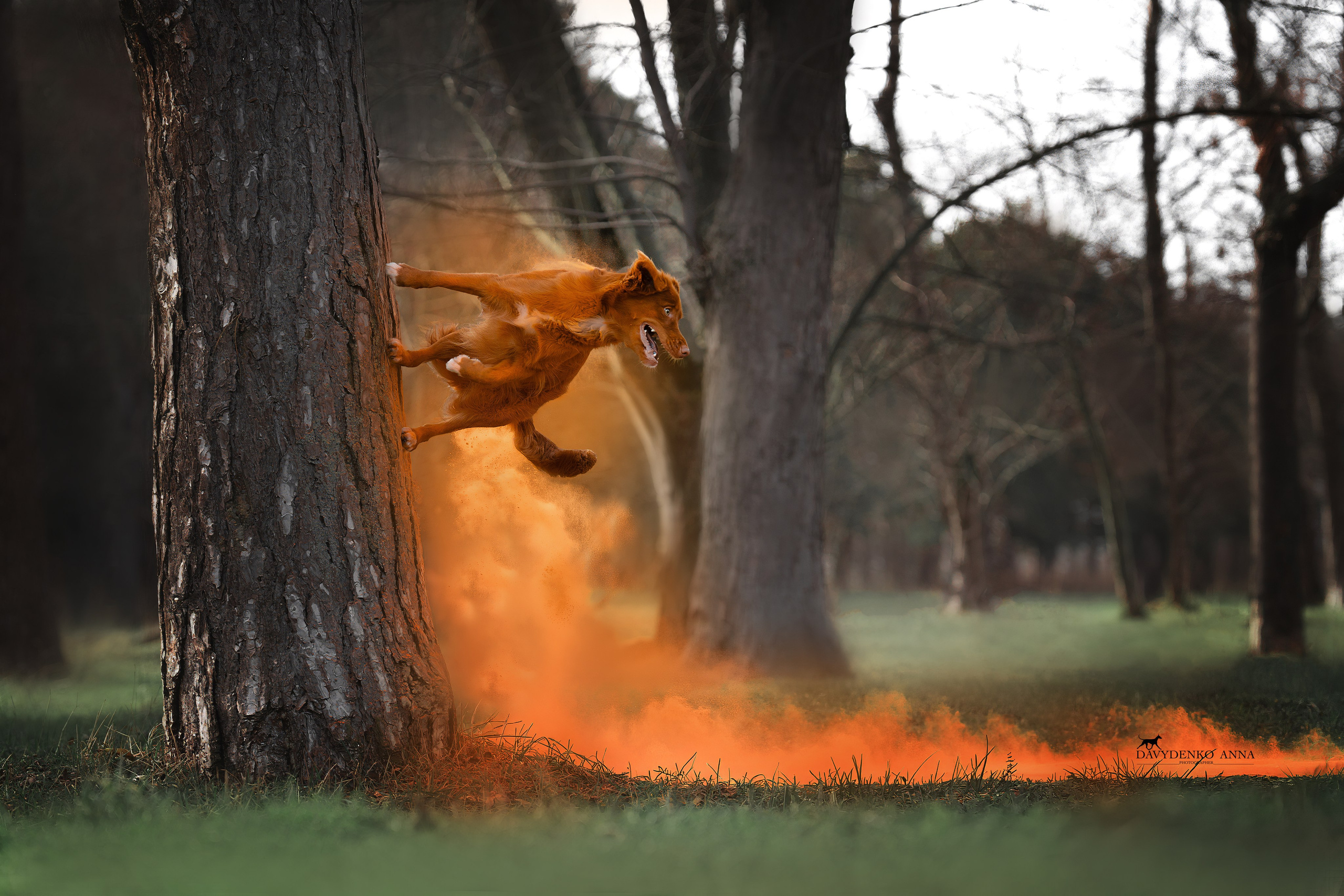 фотосессия собак краснодар выставка собак фотограф анималист сочи Толлер краски холли