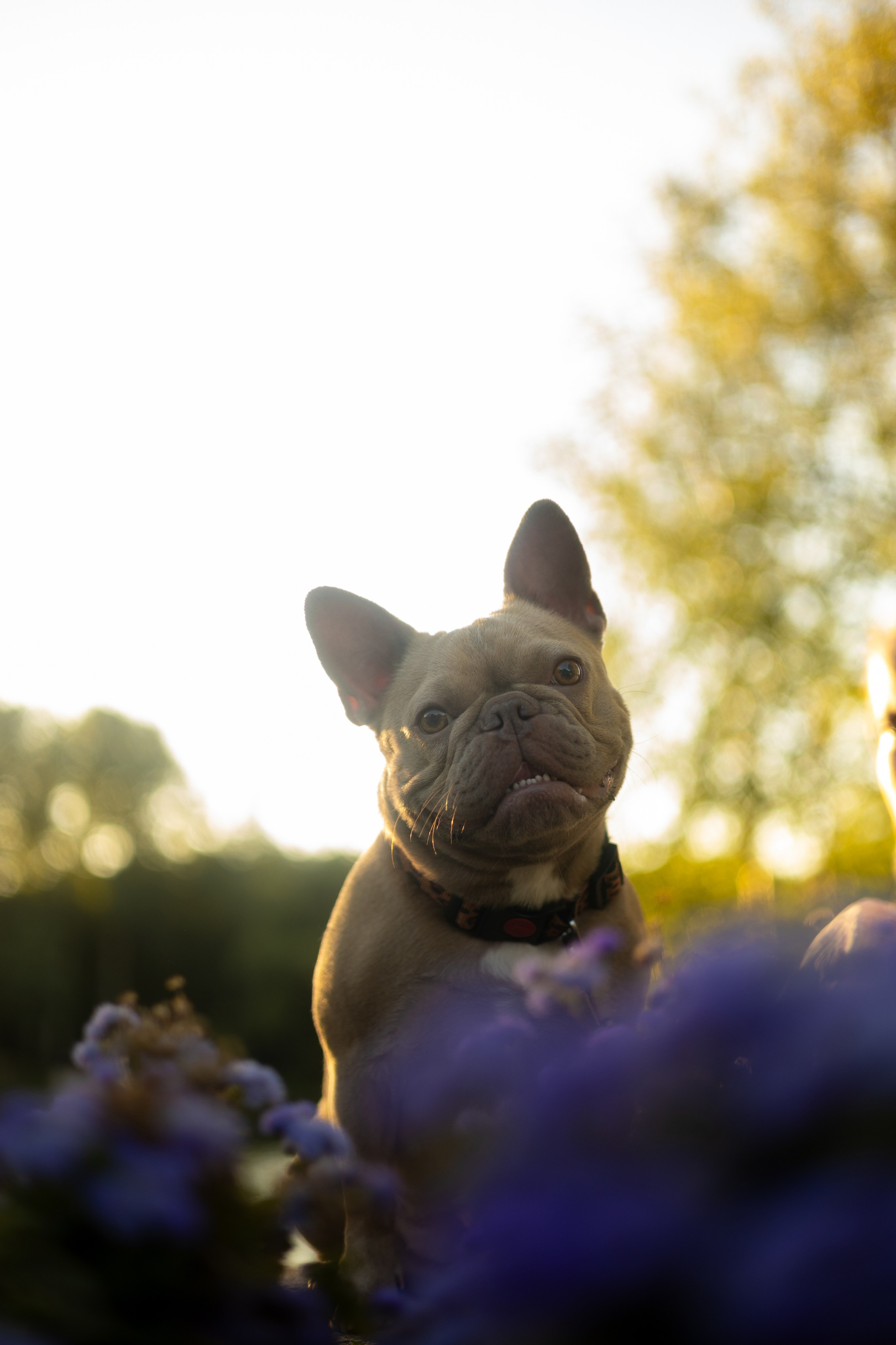 Анастасия и Мейса. Фотограф животных Евгения Верцинская