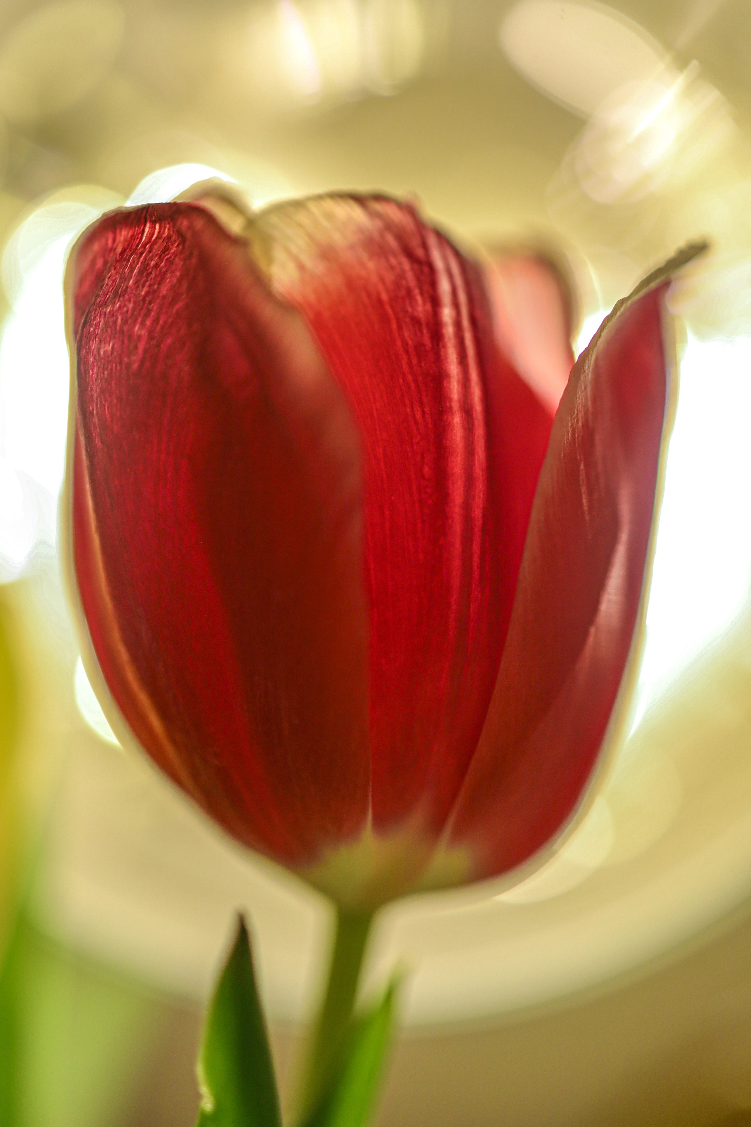 Природа &. Фотохудожник в СПб