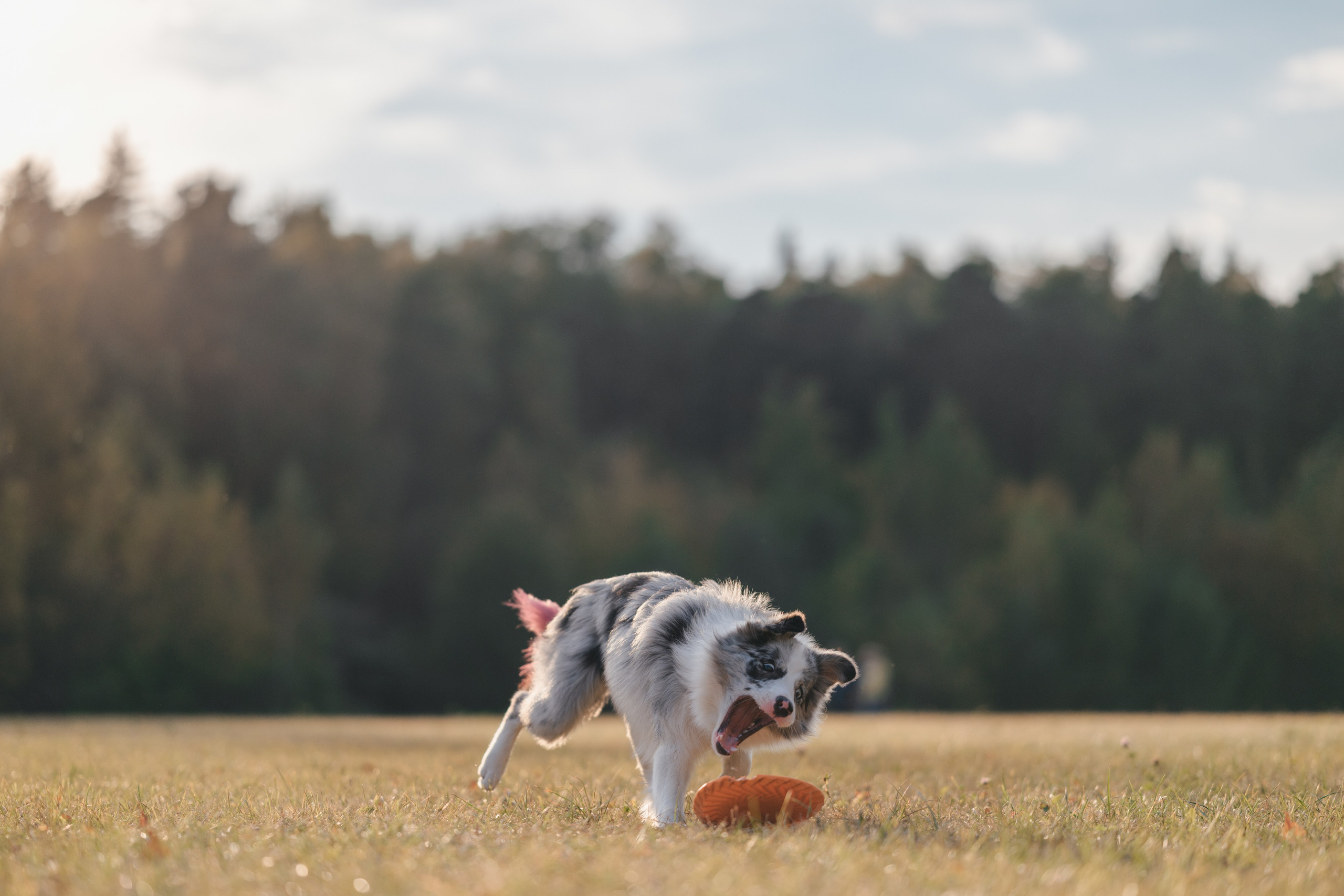 Бордерколли и фрисби. Фотограф Анималист в Москве Анастасия Жучкова