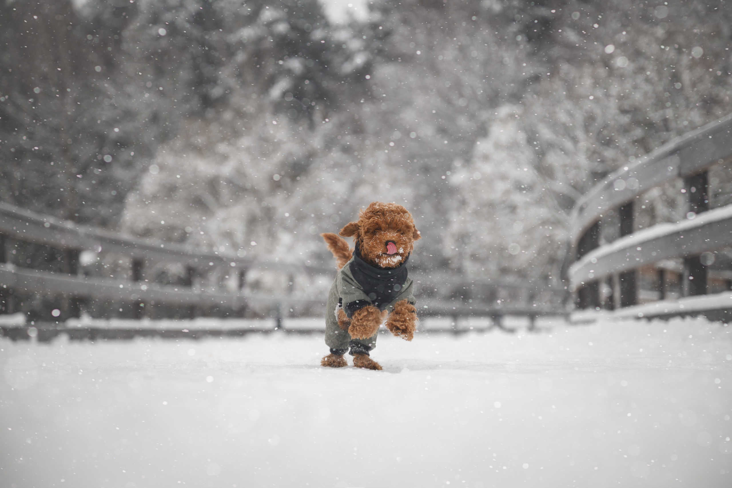 Щенок пуделя. Фотограф Анималист в Москве Анастасия Жучкова