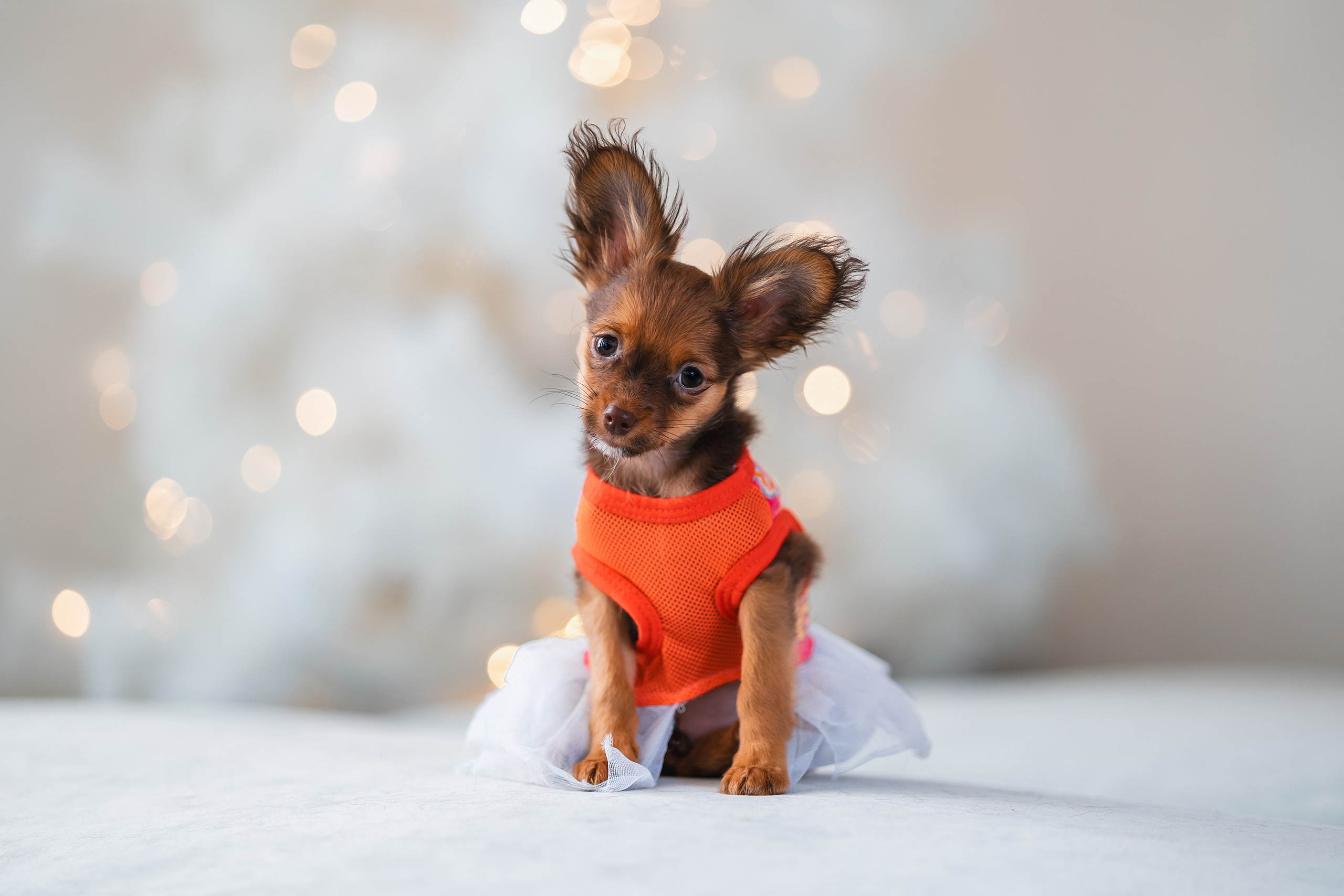 Малыши Той Терьер. Фотограф Анималист в Москве Анастасия Жучкова