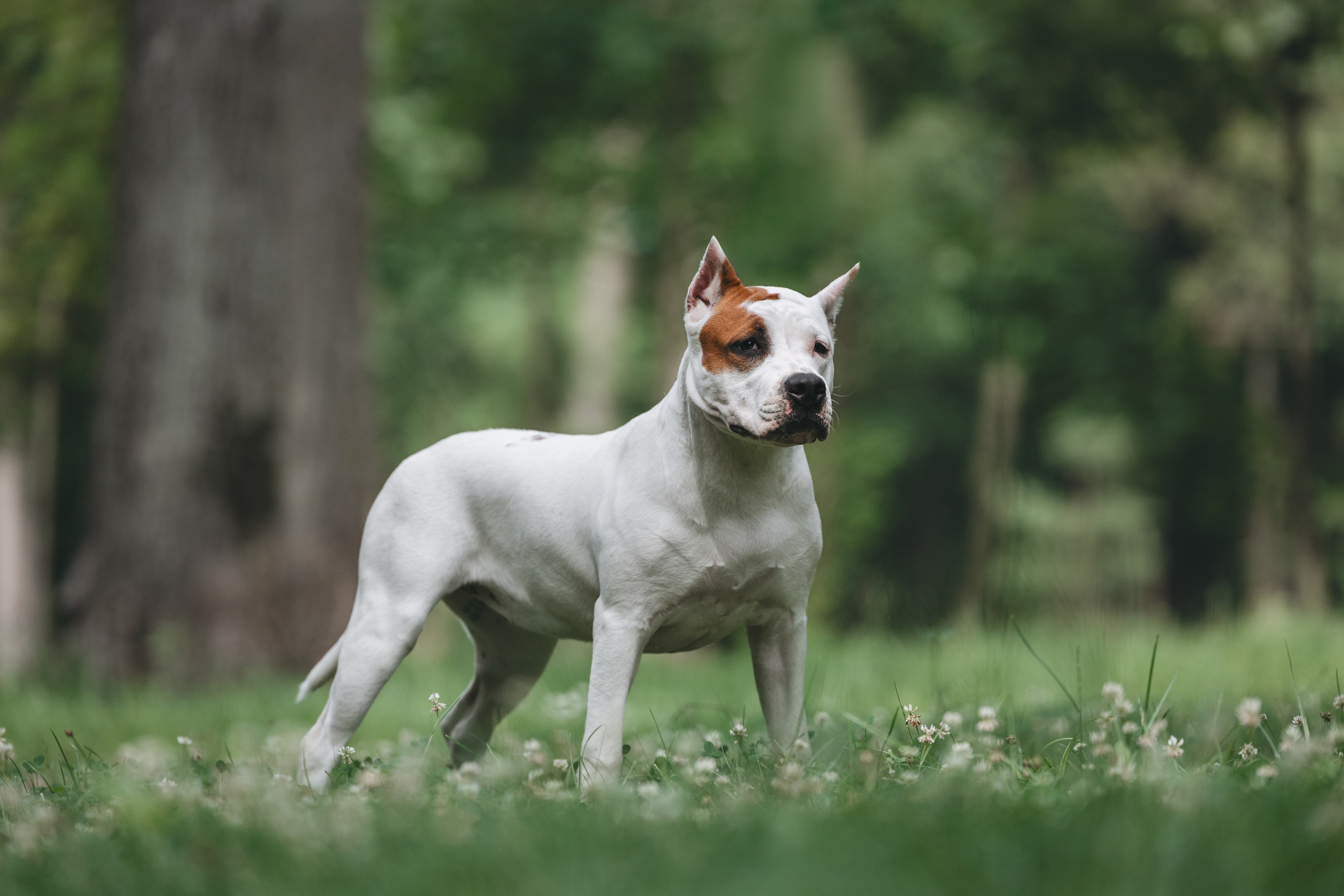 Американский стаффордширский терьер. Фотограф Анималист в Москве Анастасия Жучкова